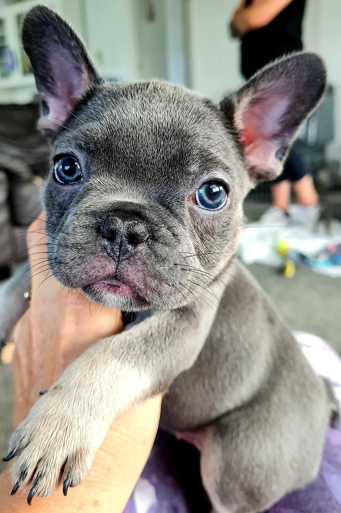 lek_waikato_blue_and_tan_french_bulldog_puppy_portrait.jpg