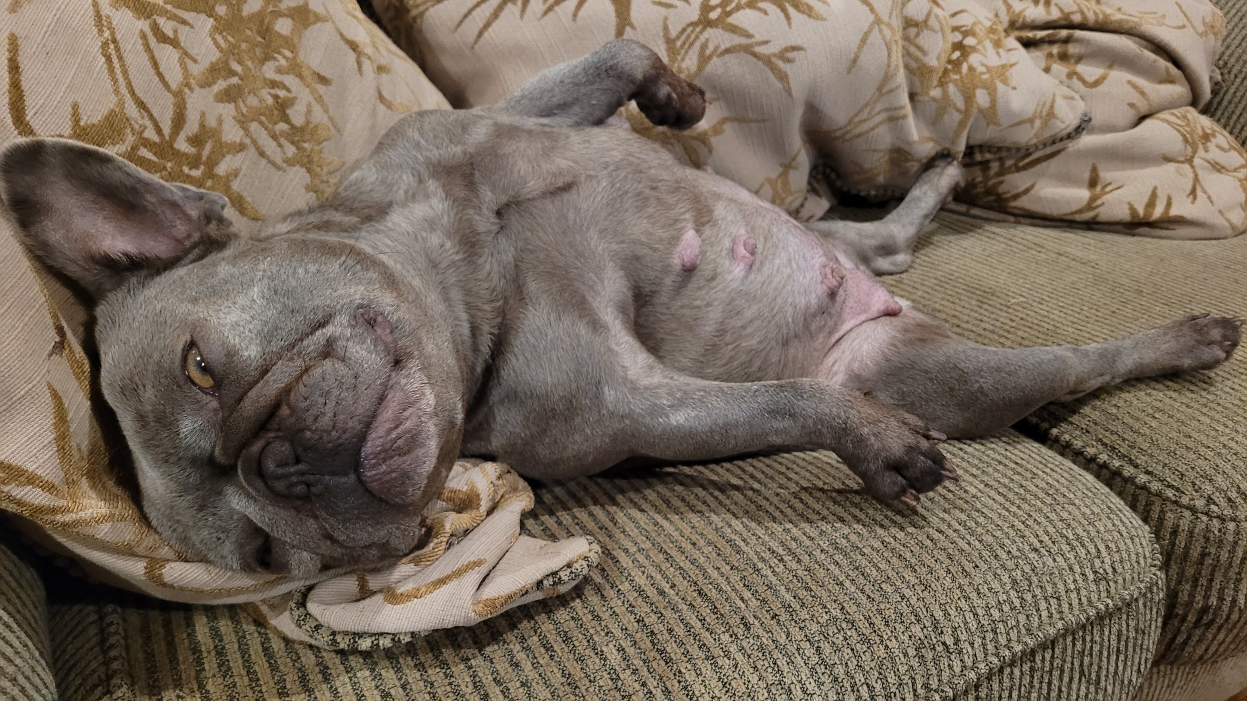 Delilah is a lilac brindle coloured French Bulldog retired dam from Le Epitome Kennels in Waikato, New Zealand, and Pluto’s mother, shown lying on her back in a comical pose.