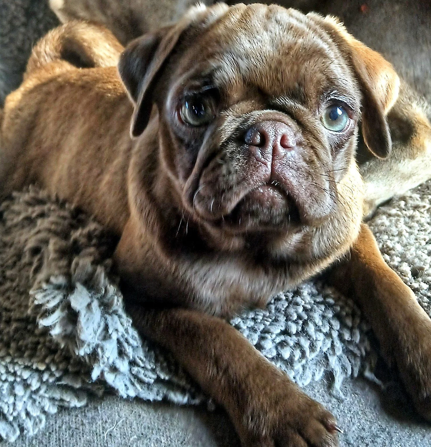lek_chocolate_pug_puppy_kaia_chino_coco_litter_waikato_nz.jpg