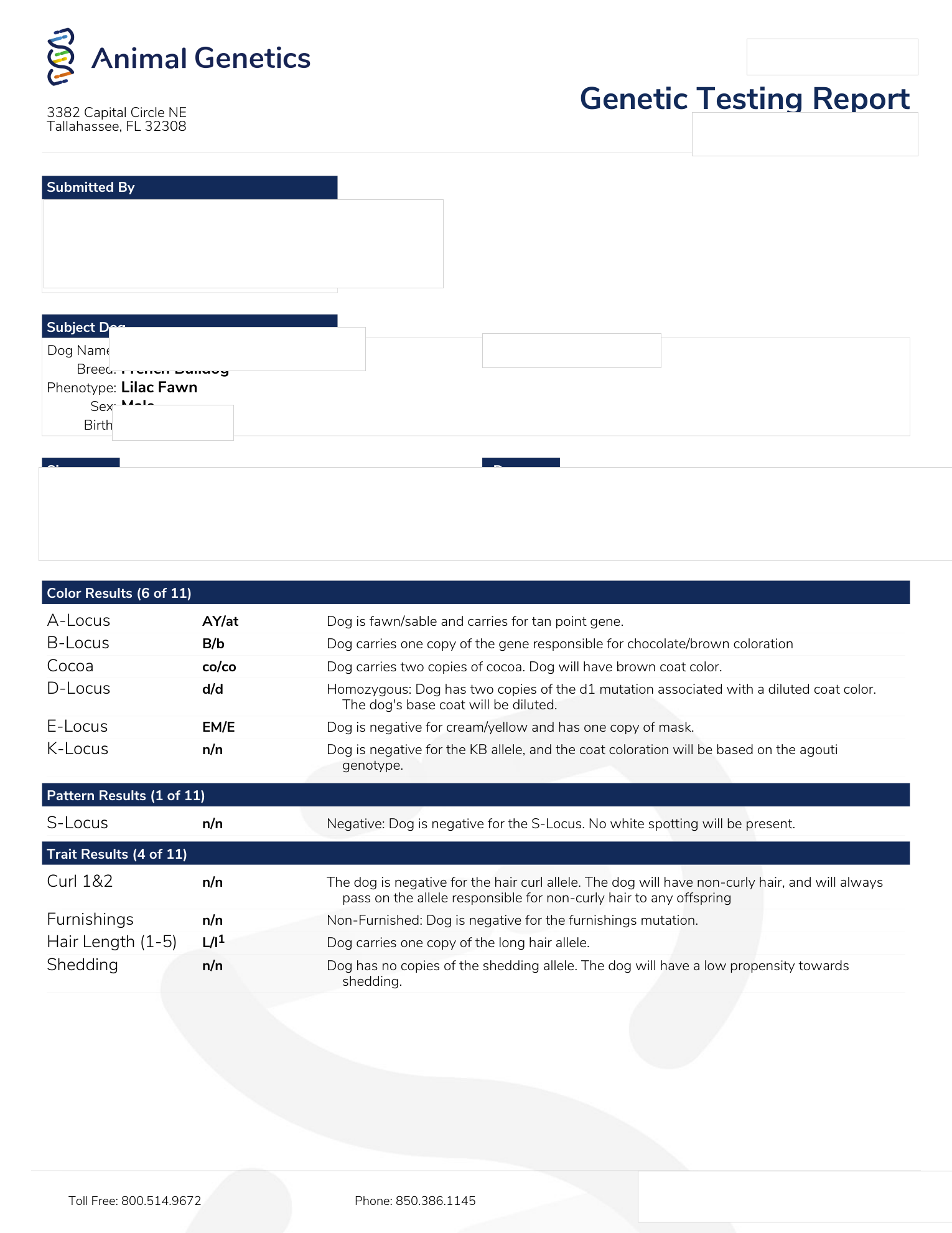 Redacted colour and coat DNA report for a lilac fawn French Bulldog male, showing cocoa, dilution and fluffy carrier status.