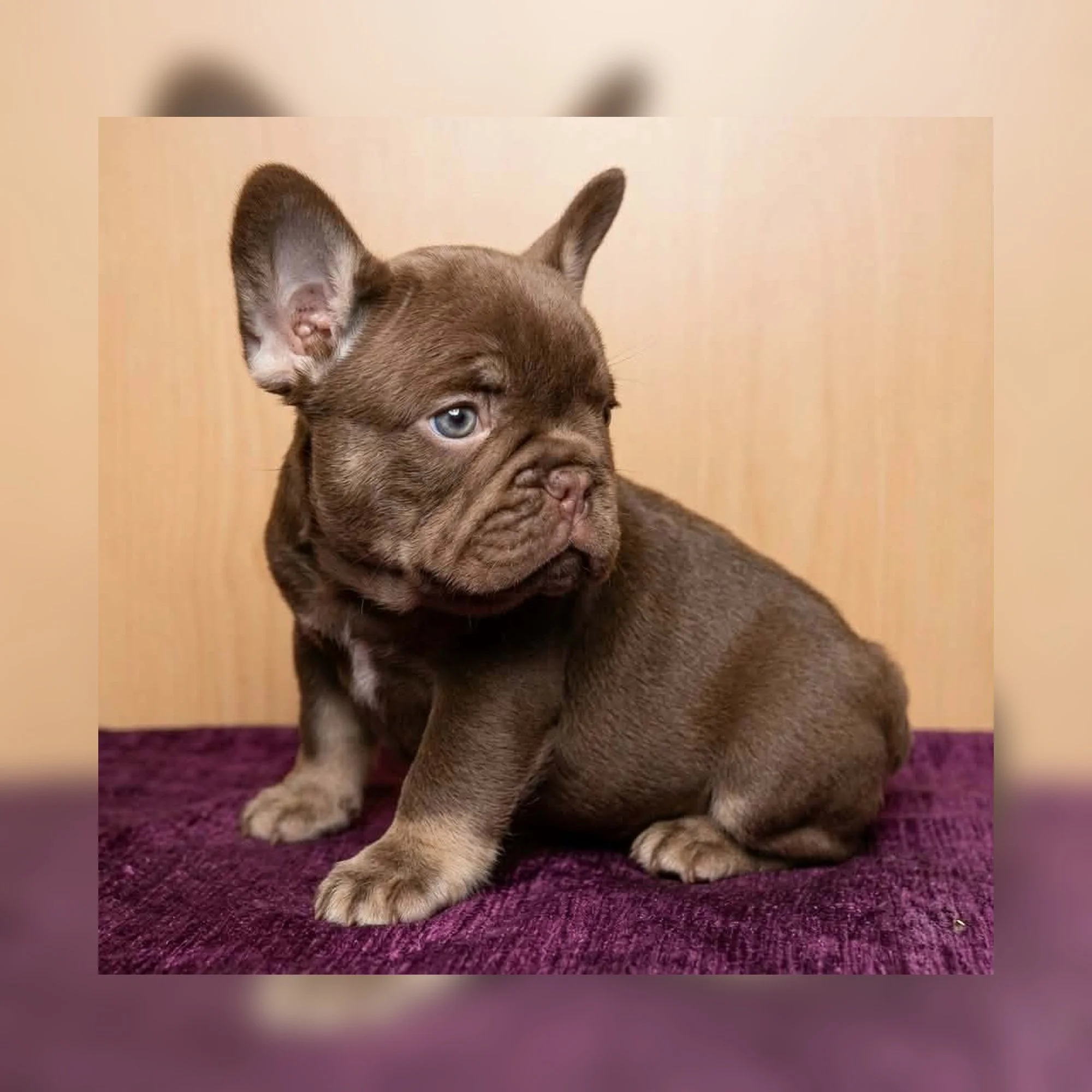 Rojo and tan French Bulldog puppy bred by Le Epitome Kennels in Waikato, New Zealand, originally advertised for sale and now sold from the Nyx x Moby French Bulldog litter.