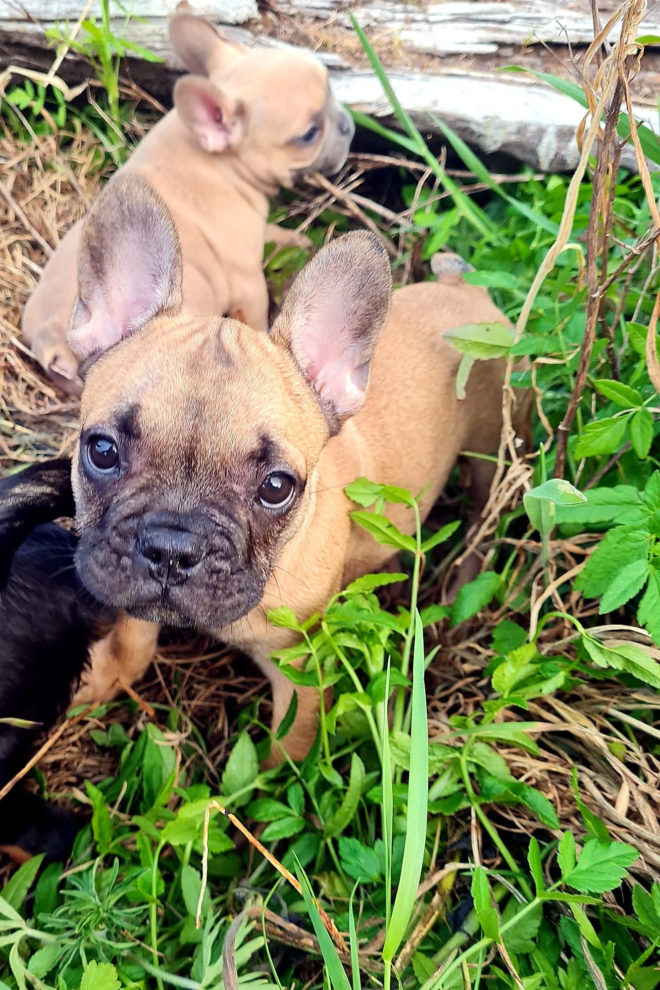 A French Bulldog, bred by Le Epitome Kennels in Waikato NZ, playing in the garden