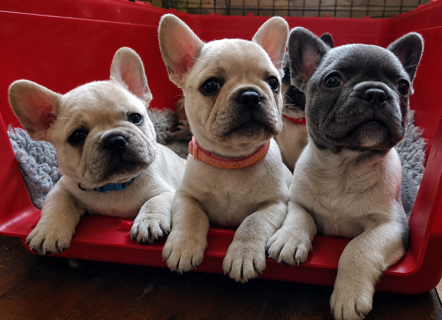 Three coloured French Bulldogs bred by Le Epitome Kennels in Waikato, New Zealand, shown sitting together in a red crate.
