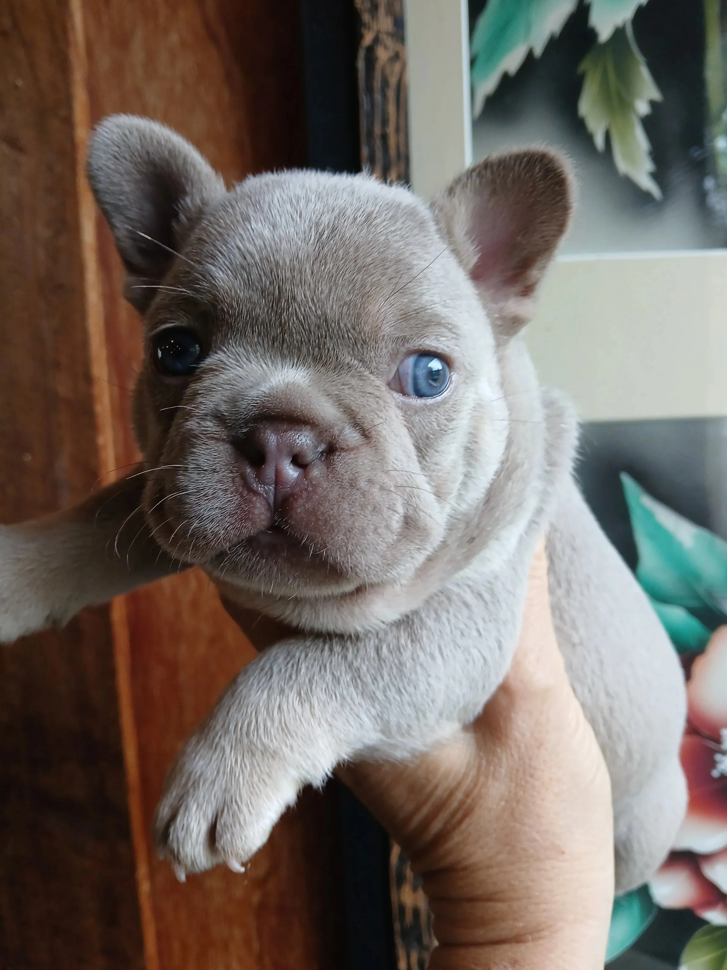 Isabella and Tan French Bulldog puppy being held in waikato nz.