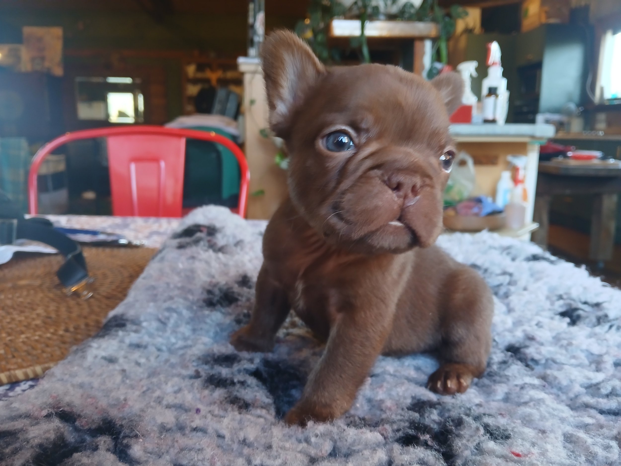Rojo French Bulldog puppy bred by Le Epitome Kennels in Waikato, New Zealand, shown sitting on a grey rug. This puppy was previously available for sale and is now sold.