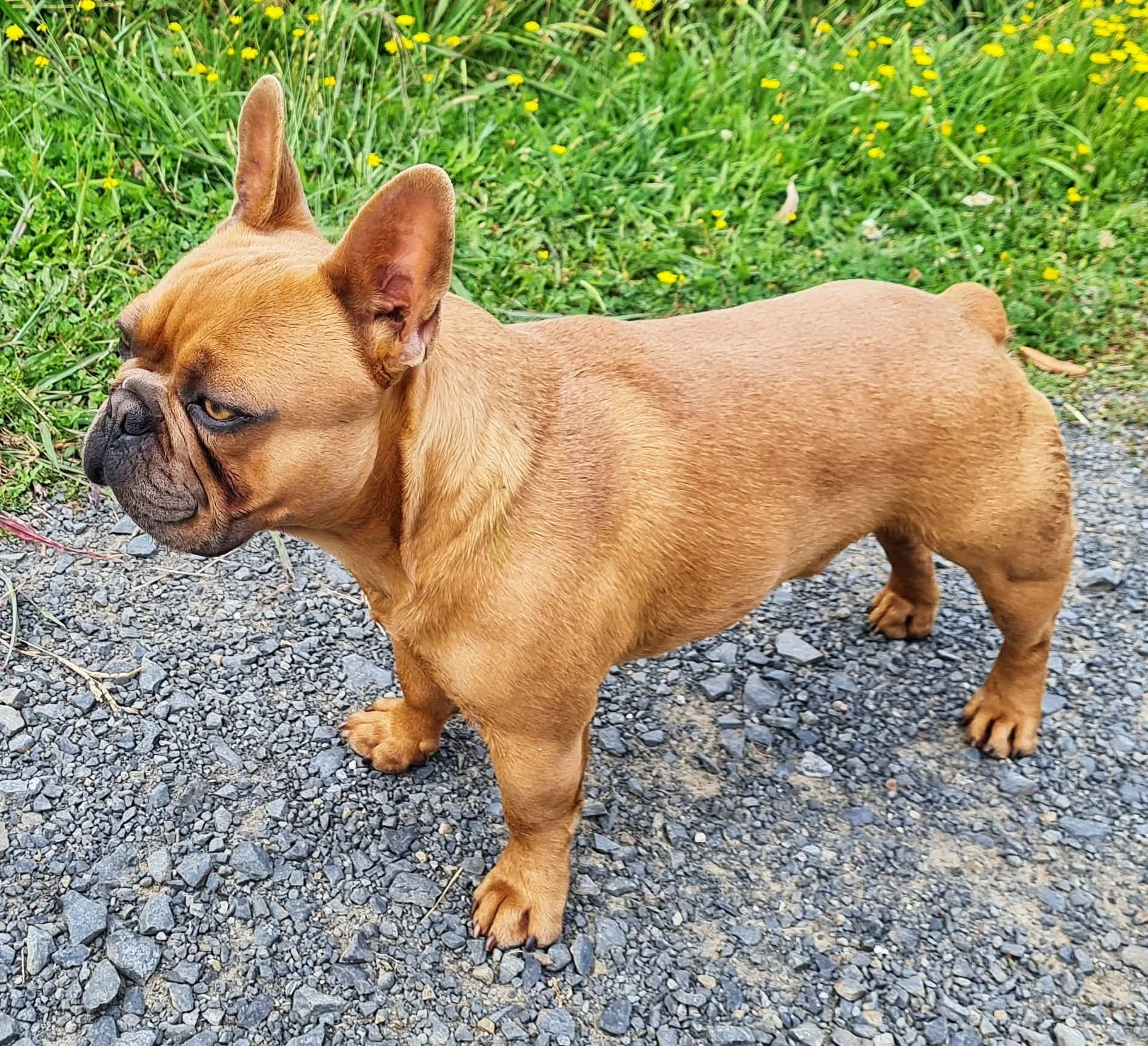 Mickey is a red blue fawn French Bulldog stud dog from Le Epitome Kennels in Waikato, New Zealand, shown standing on a gravel path with a green grass meadow behind him. This image forms part of our French Bulldog gallery, featuring LEK breeding dogs,