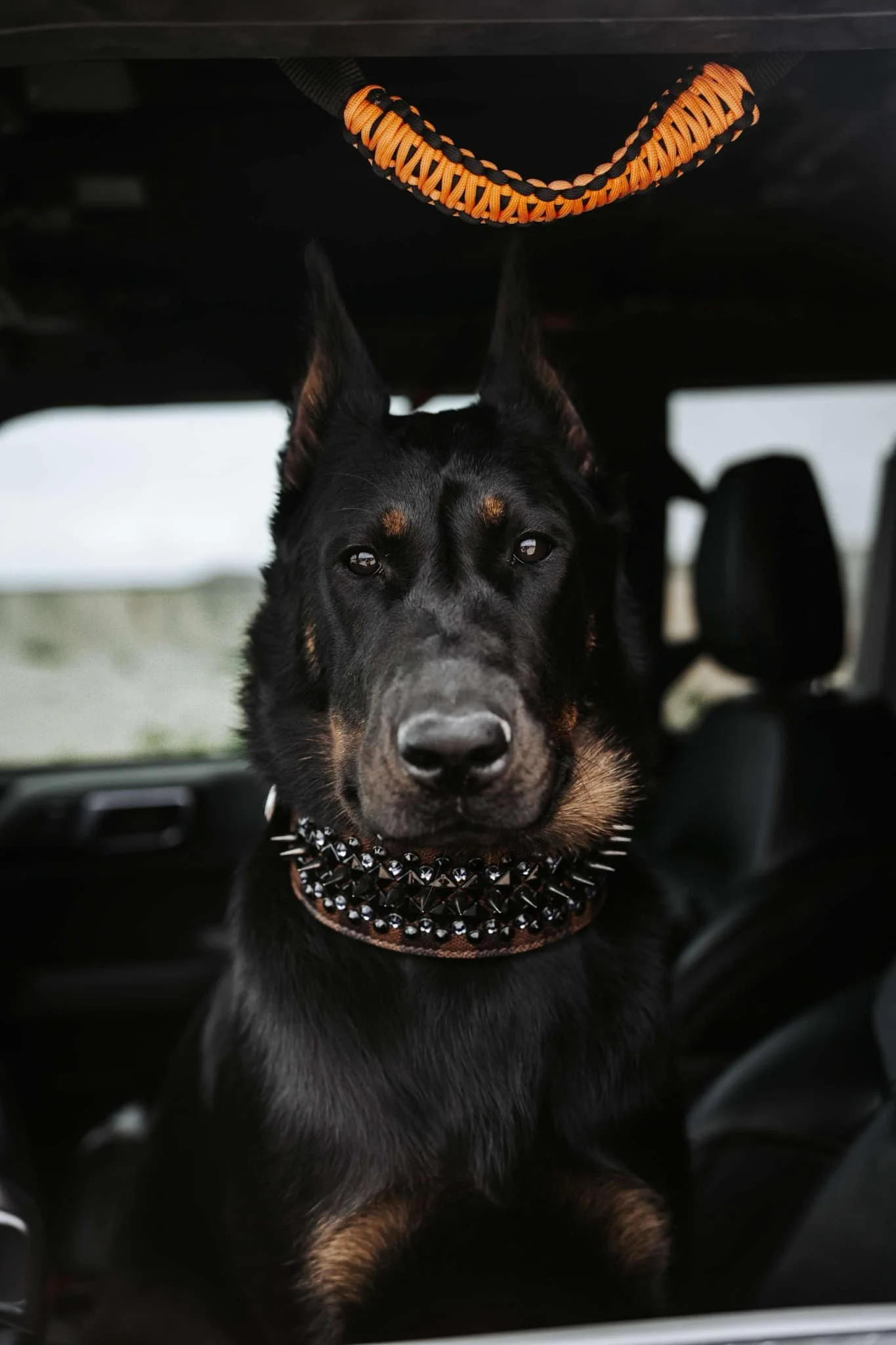 A black and tan dog, possibly a Rottweiler or Doberman mix, wearing a spiked collar, sitting inside a vehicle with the ceiling of the car visible above its head.