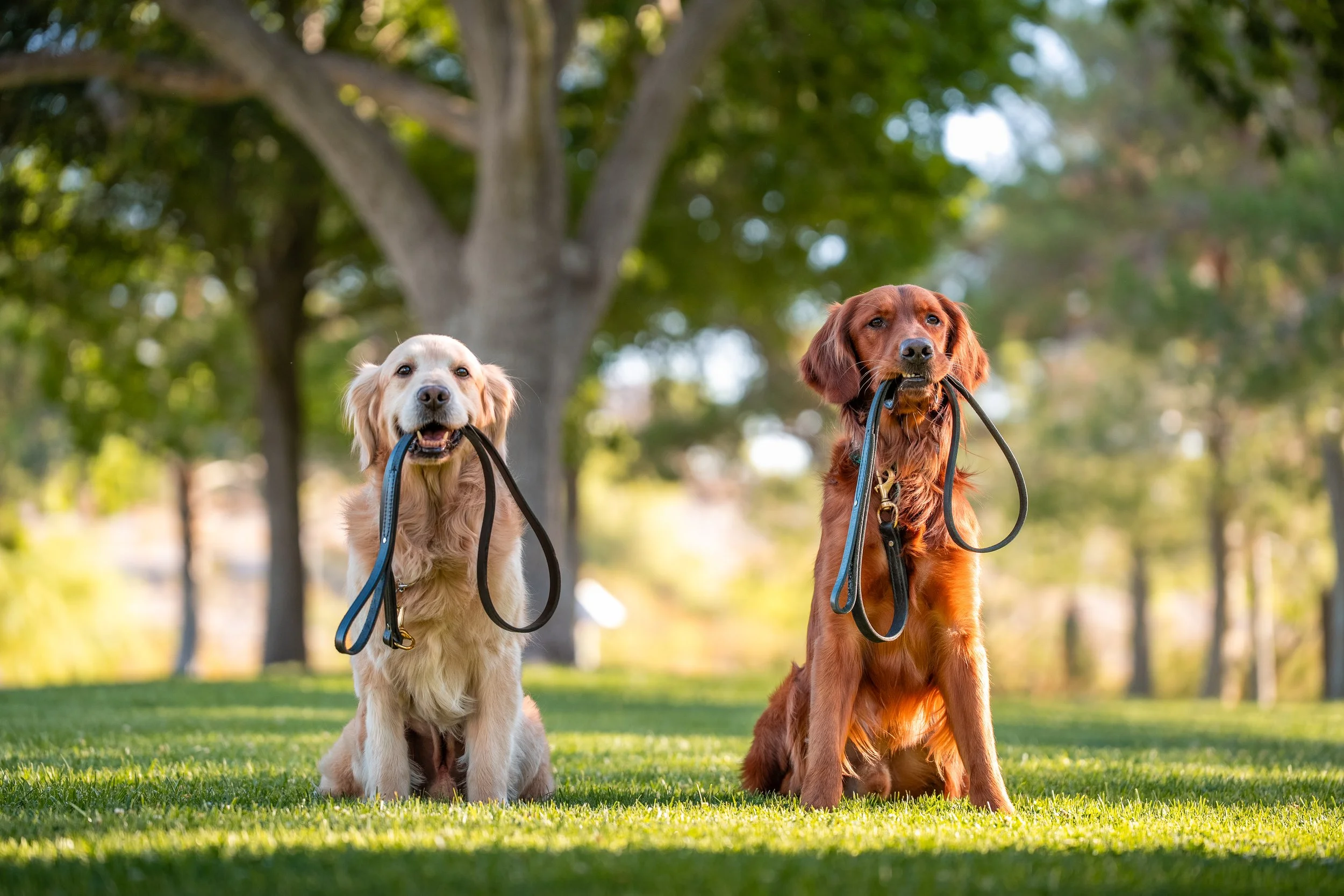 Dog Trainer Branding Shoot