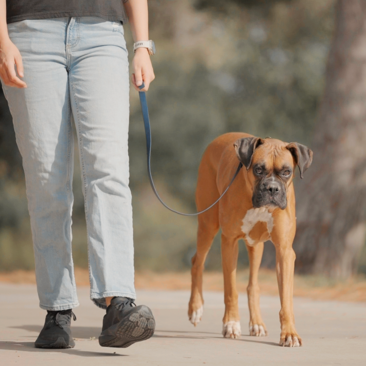 Dog Trainer Website
