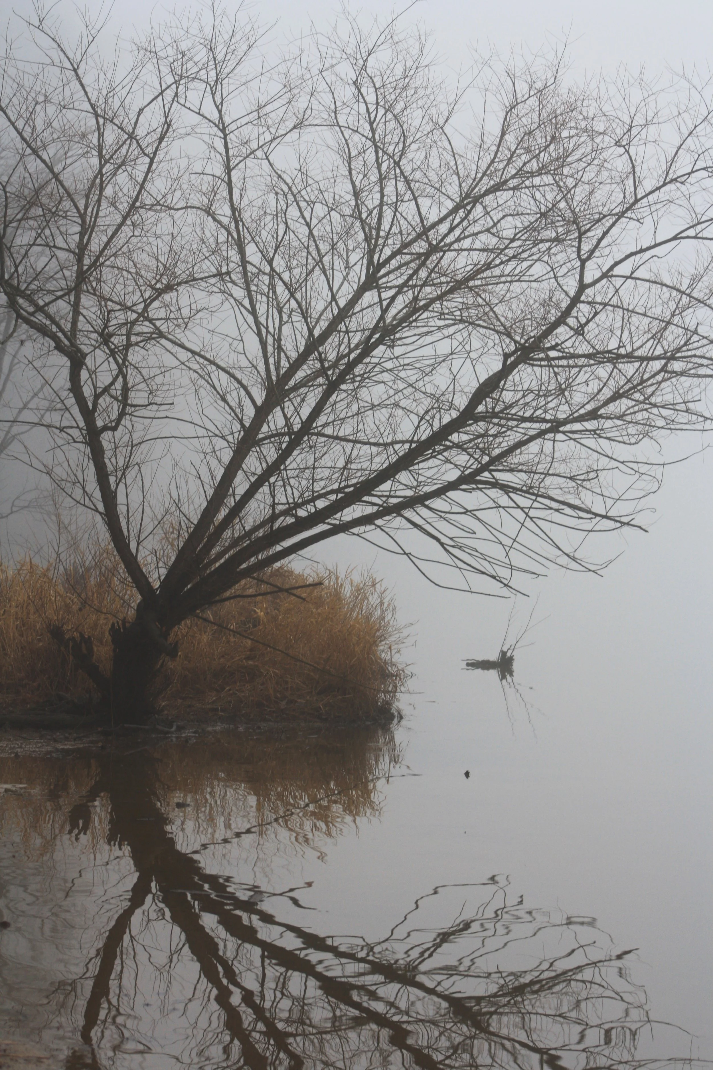 Foggy Tree Reflected On Bond Lake