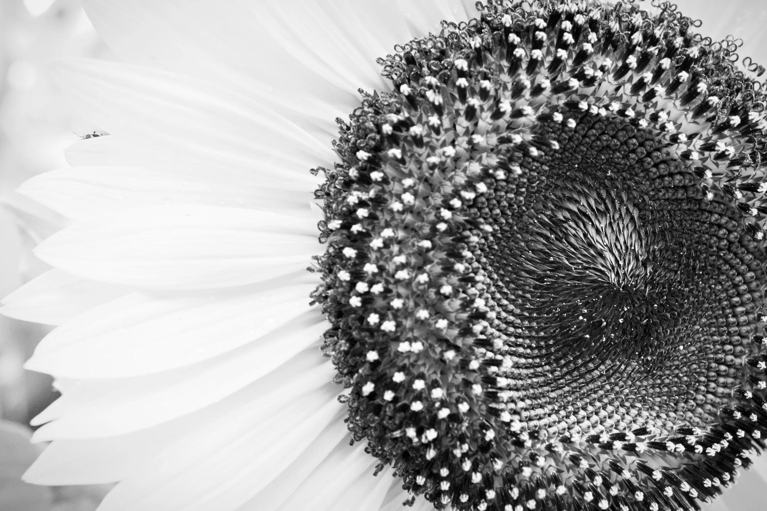 Good Morning Sunflower Bw