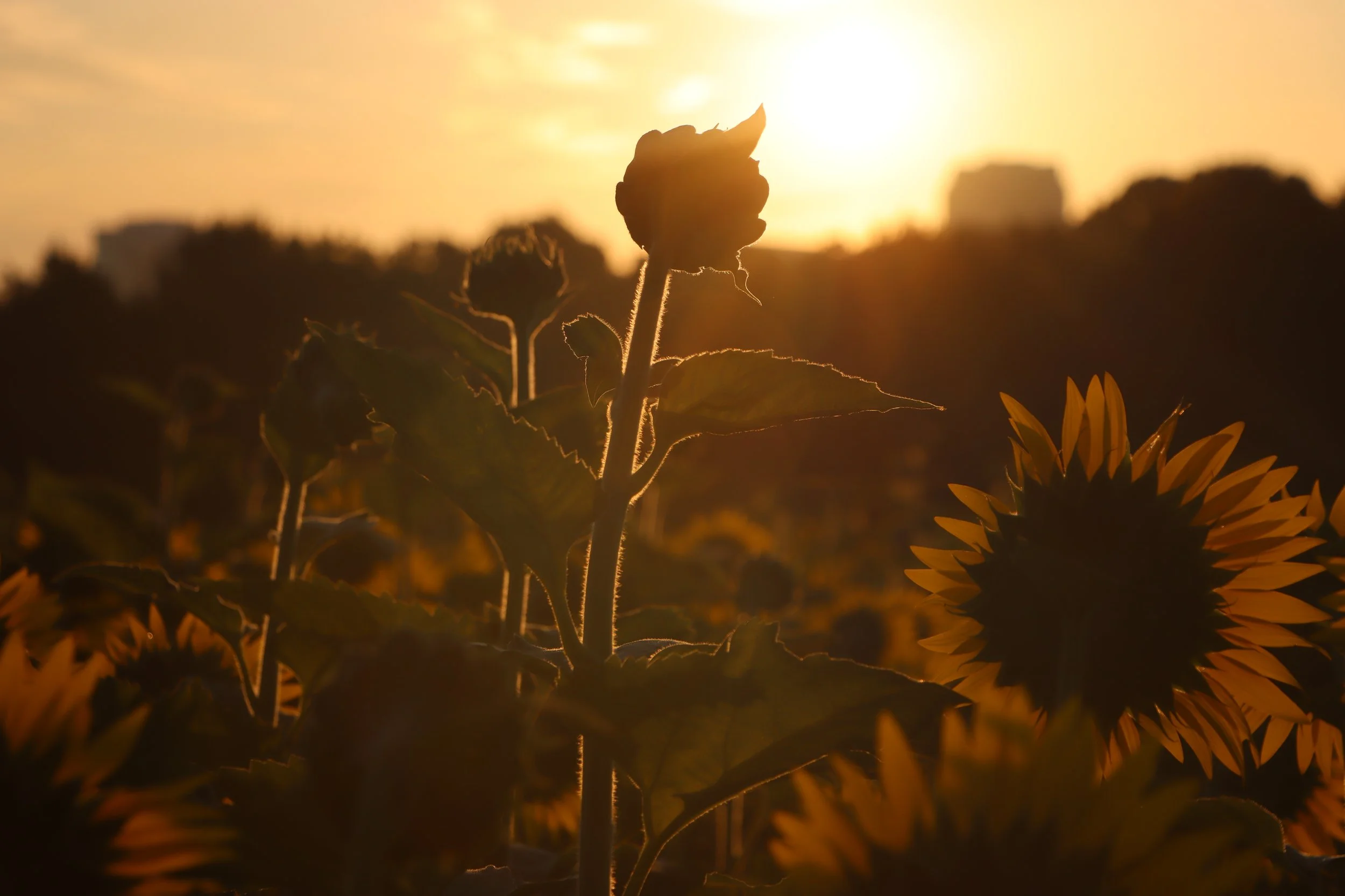 A Bright Sunflower Sunrise