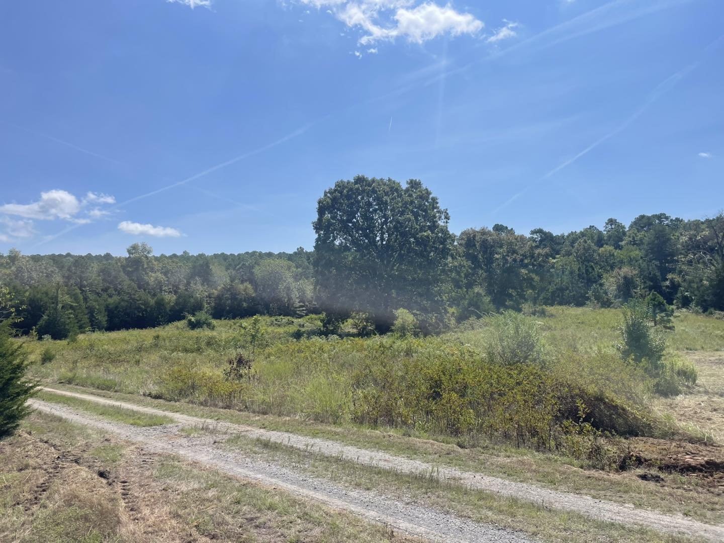 A dirt road runs through a green field with a large tree in the background, under a bright blue sky with some clouds and contrails.