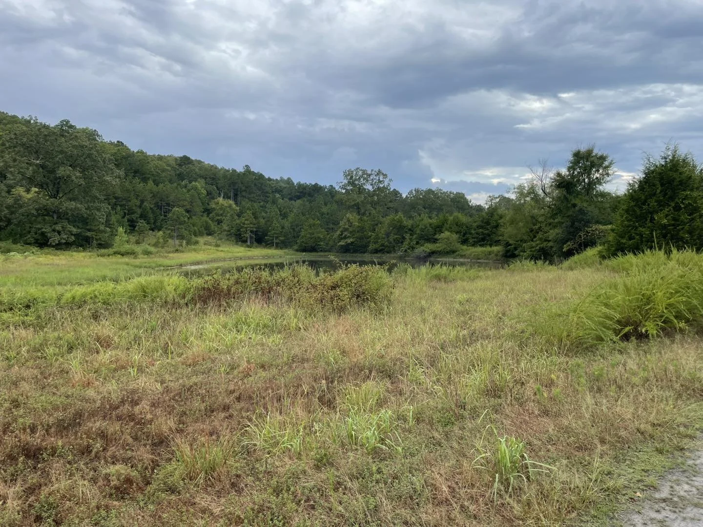 A scenic view of a grassy riverbank with a calm river running through it, surrounded by lush green trees under a cloudy sky.