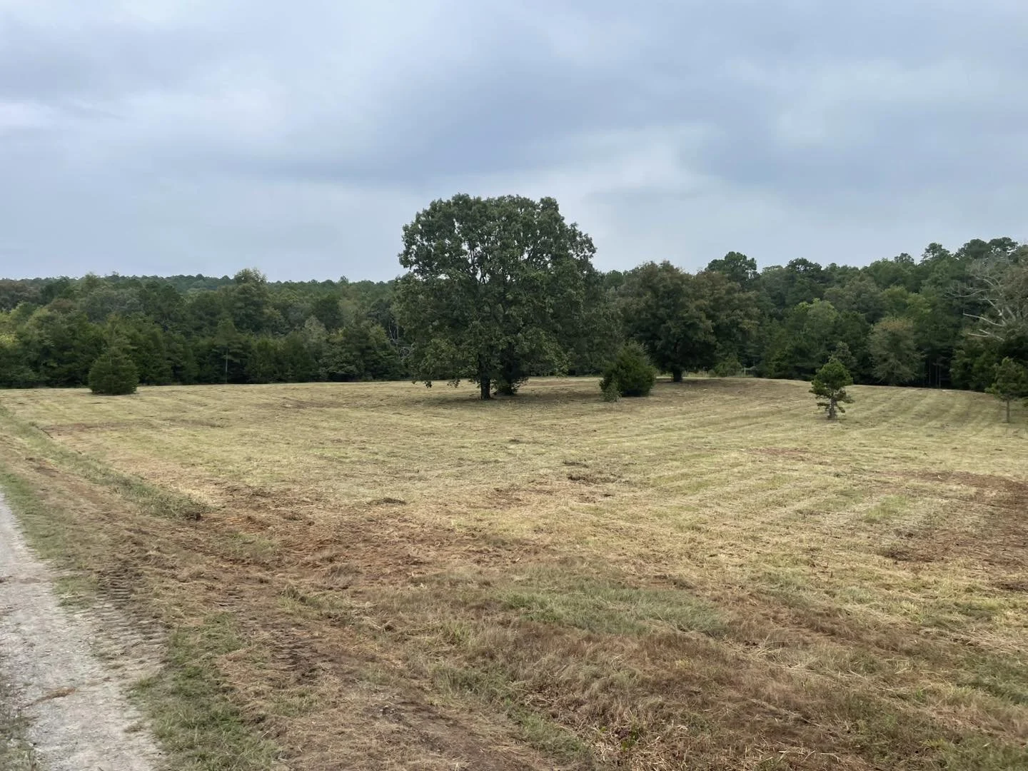 Open grassy field with a few scattered trees and a dense forest in the background under a cloudy sky.
