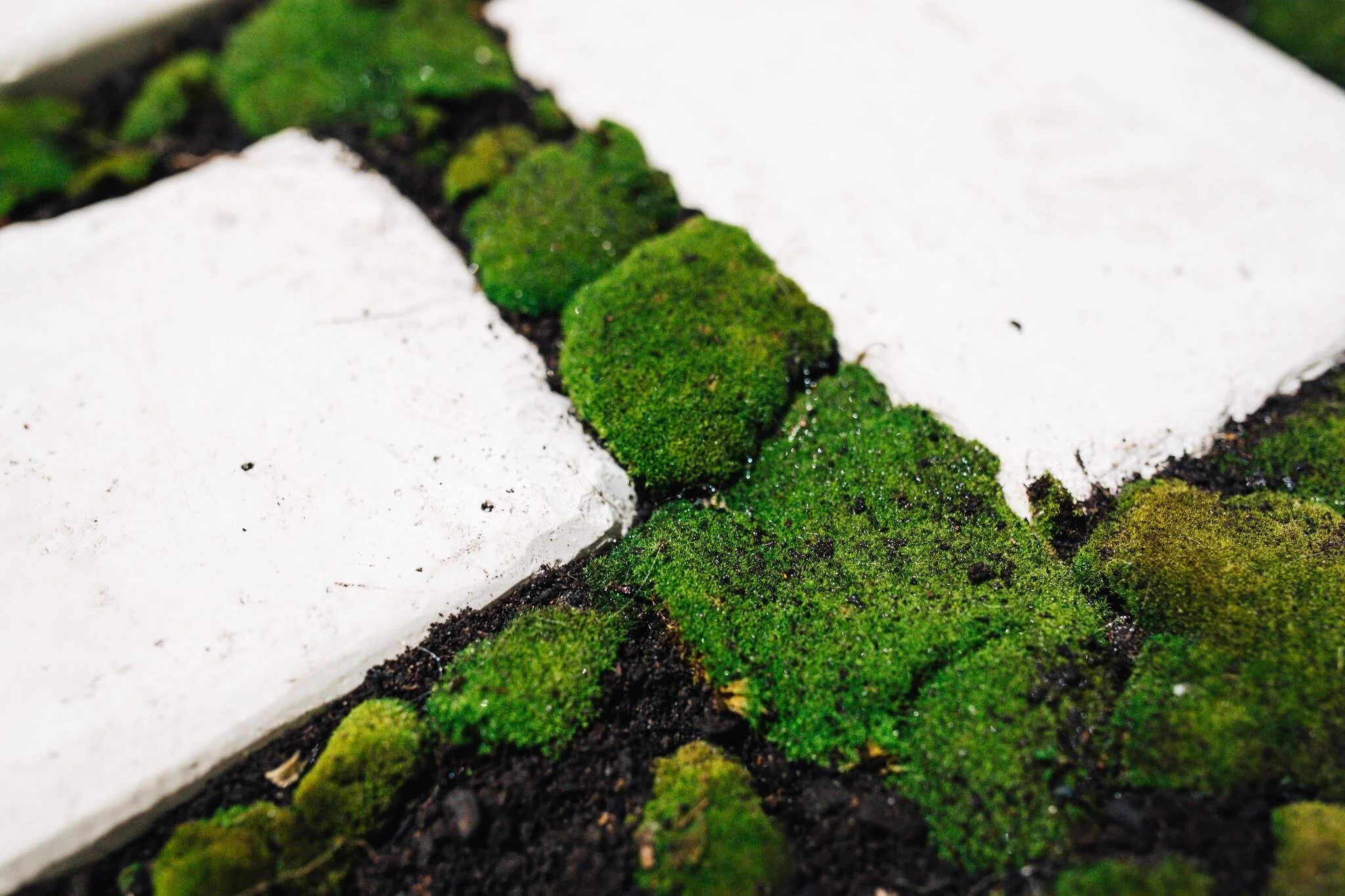 Bricks, 2017, Teri Bartolo, First Site Gallery, Melbourne, Australiamoss, soil and plaster