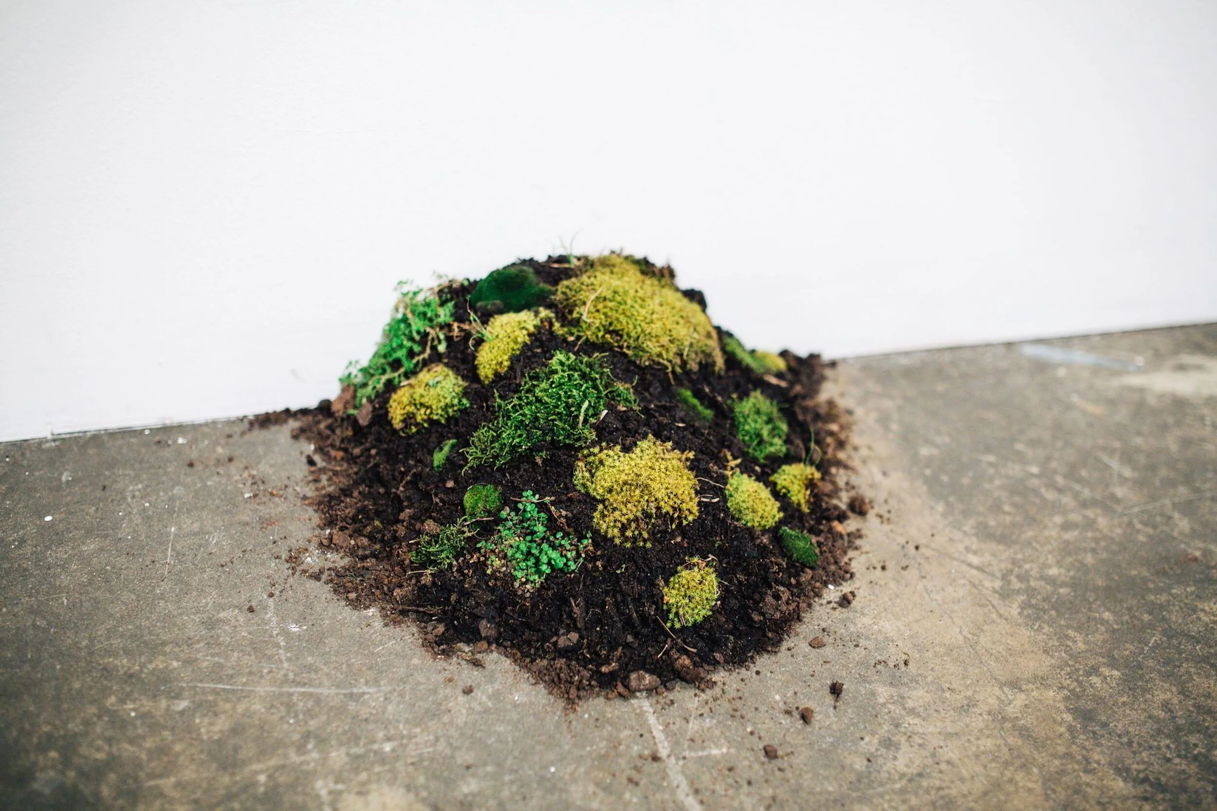 Moss Mounds, 2017, Presence: A Series of Sensory Formations, First Site Gallery, Melbourne, AustraliaMoss and soil