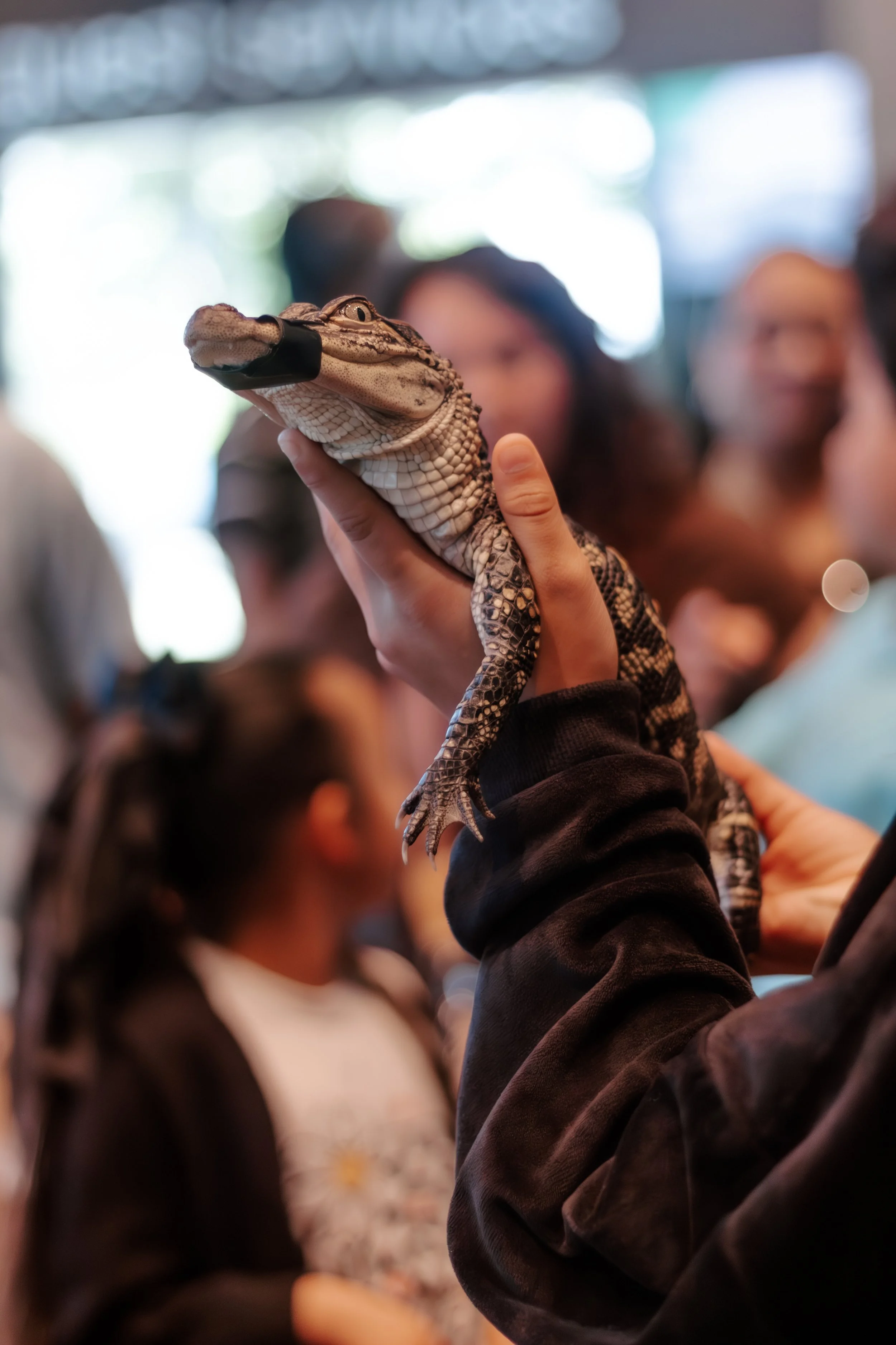 A person is holding a small alligator with a black strap on its snout at what appears to be an indoor event with several people in the background.