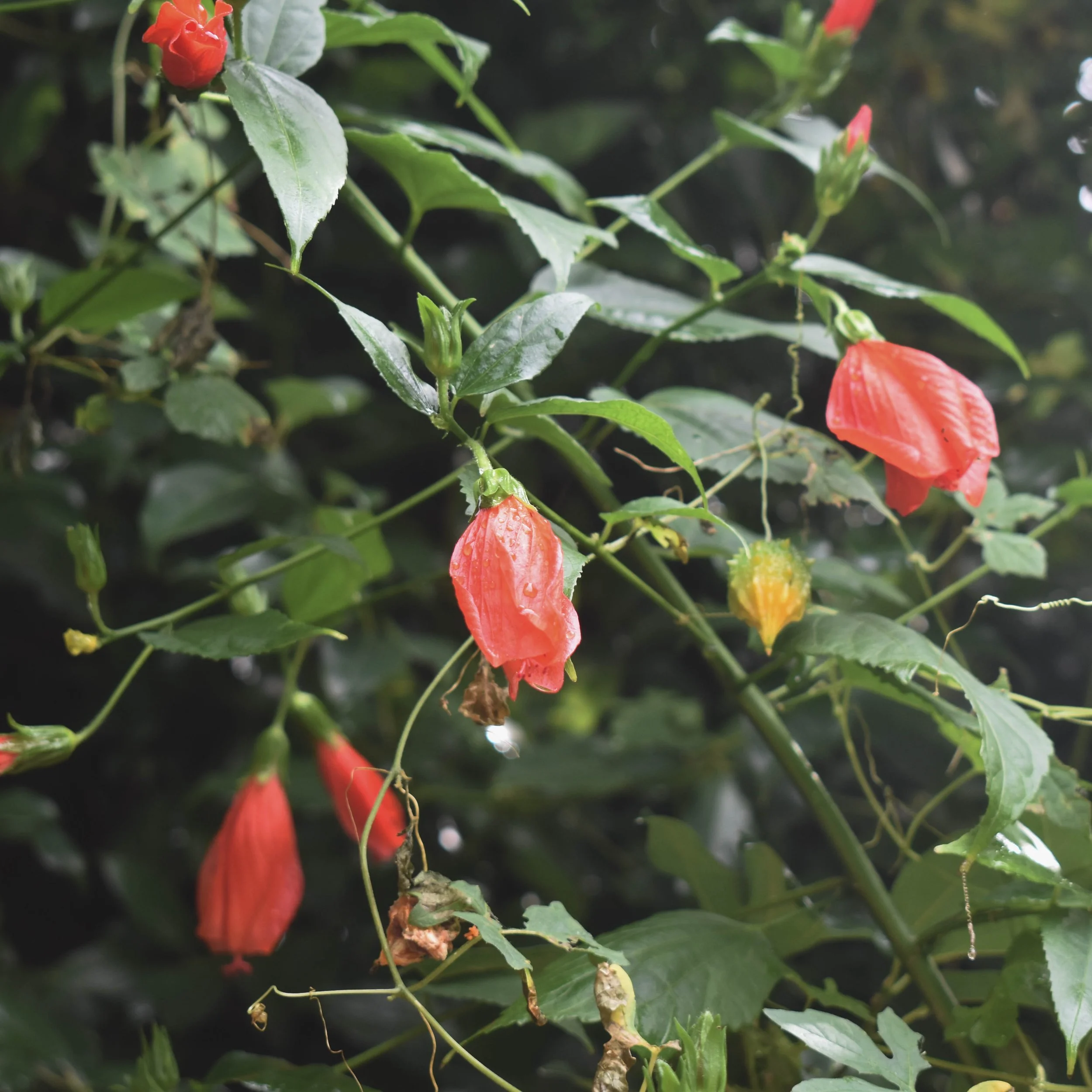 Malvaviscus penduliflorus, also known as sleeping hibiscus, droop from their branches after a spring shower