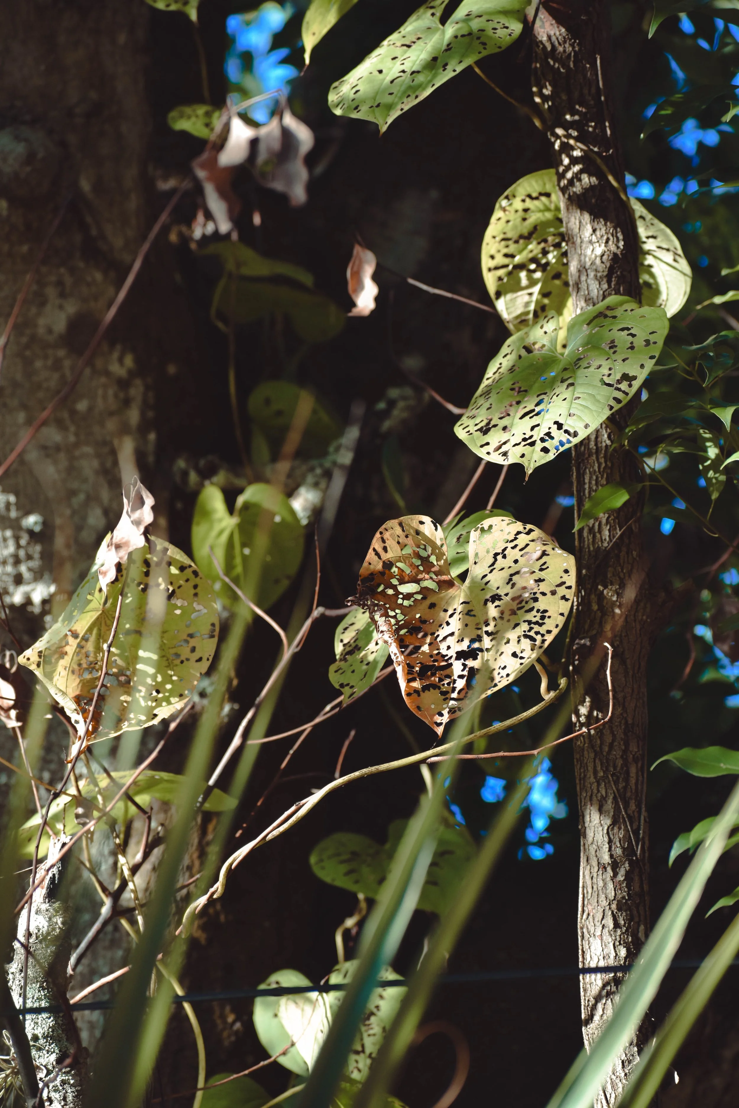 Pockmarked air potato leaves are dangling off a tree