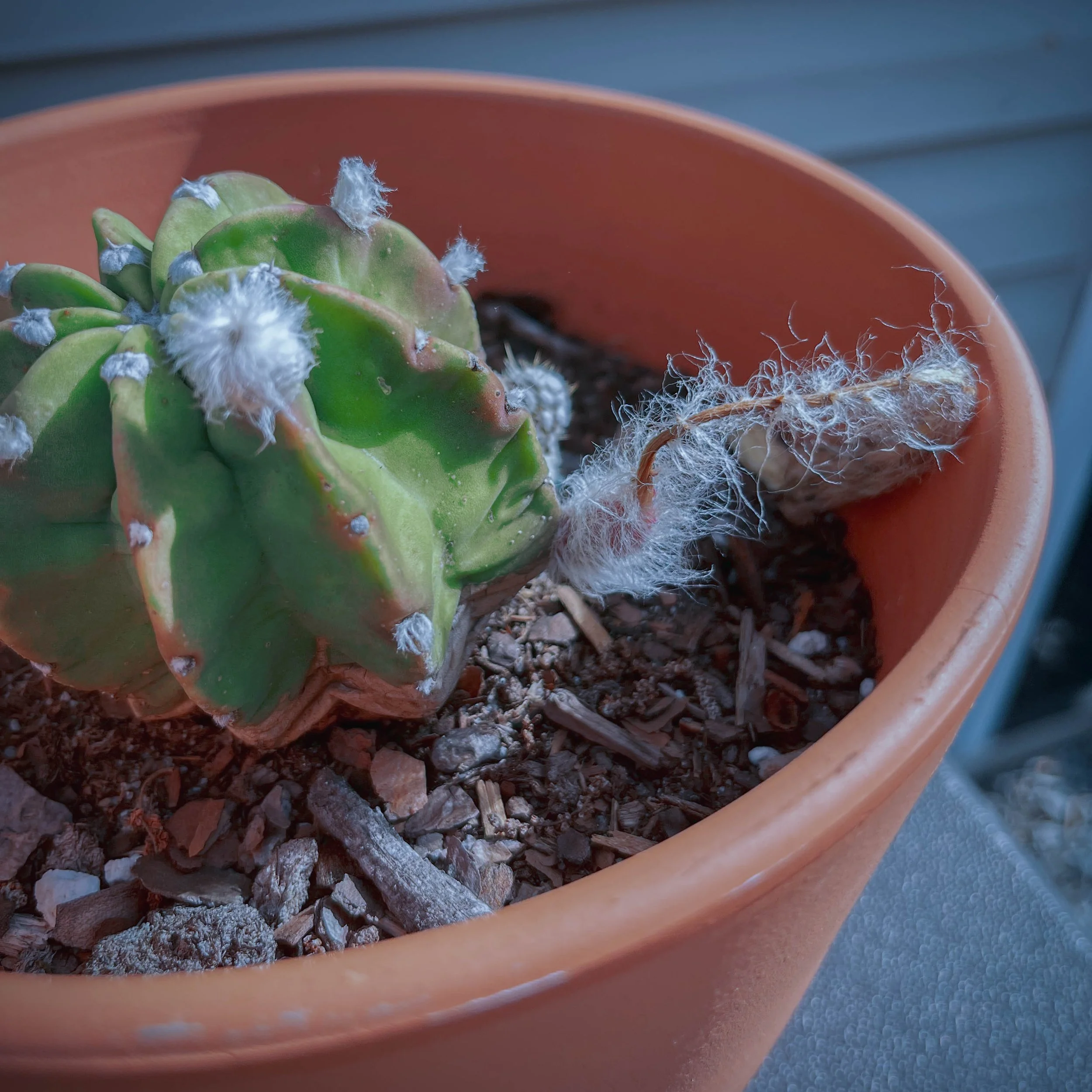 A specimen of Echinopsis ancistrophora, the size of a small fist, is growing in a Terracotta pot, having recently bloomed with more blooms emerging.