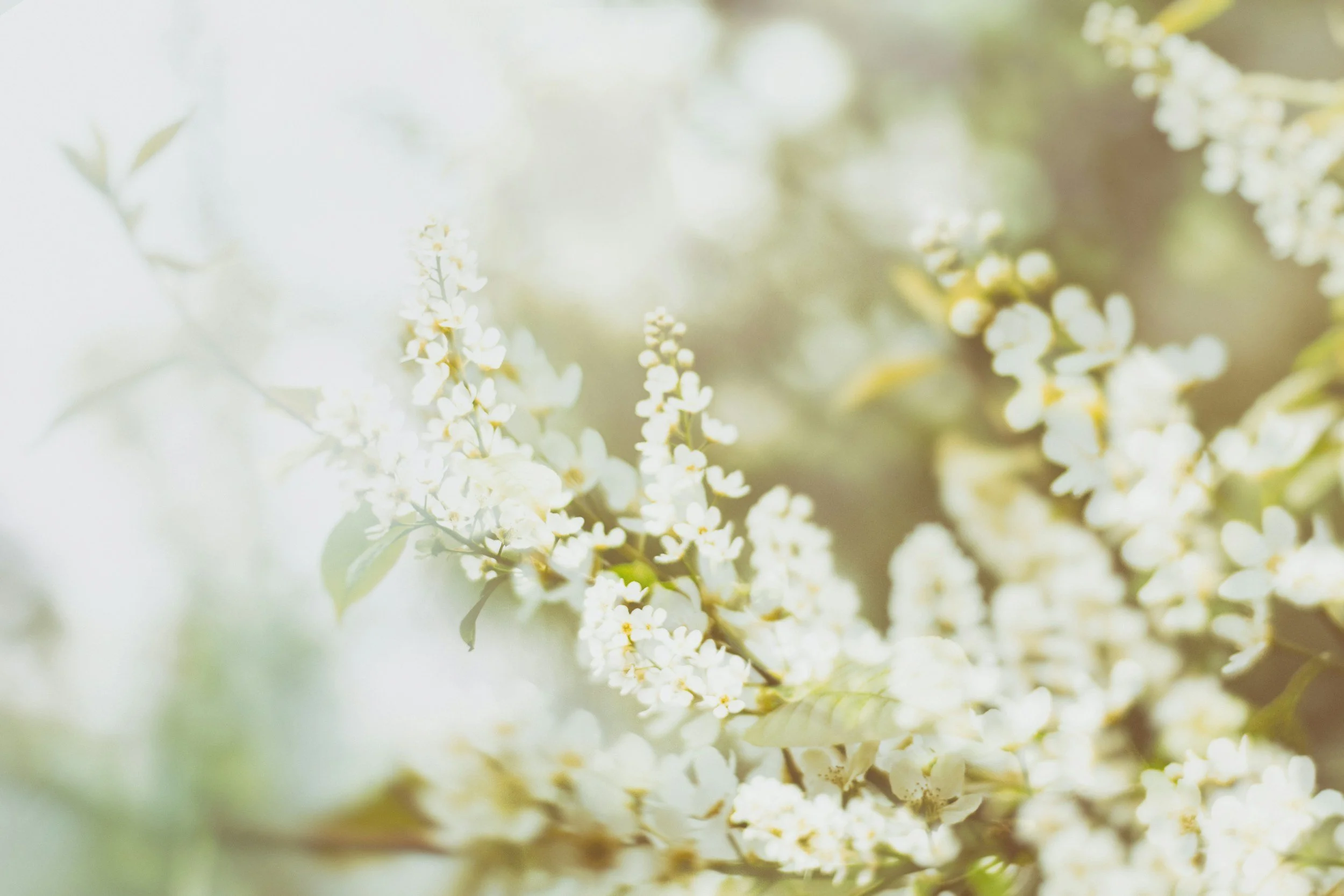 Close-up of white flowers with green leaves in soft-focus background.
