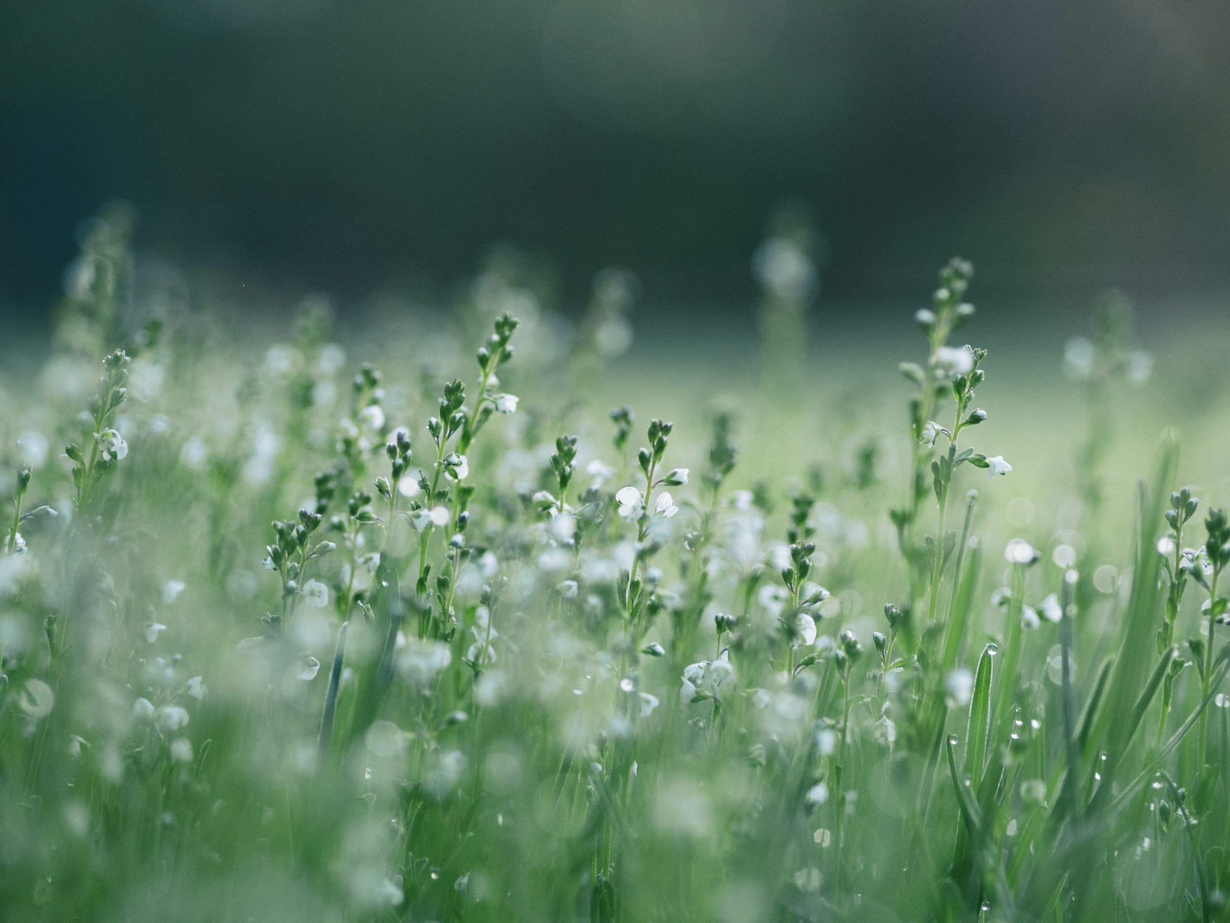 Close-up of small white flowers with green stems and leaves, blurred background