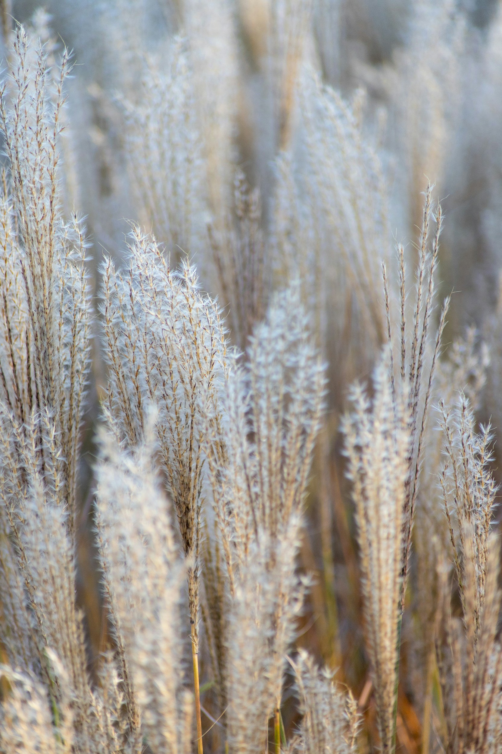 Close-up of tall, feathery, beige-colored grass stems with soft, fluffy seed heads in a natural outdoor setting.