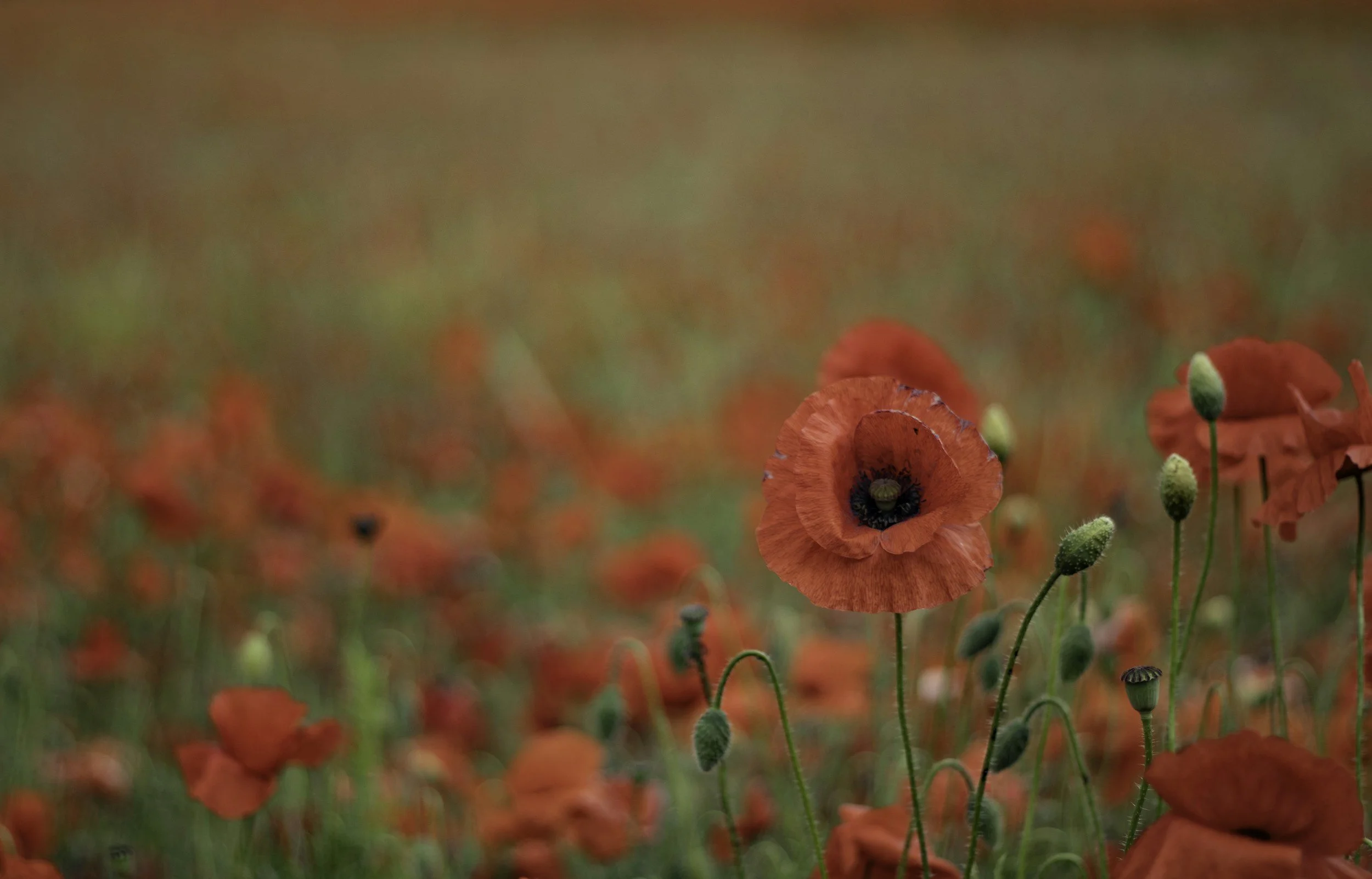 A field of red poppies, with few green buds, stretching into the distance.