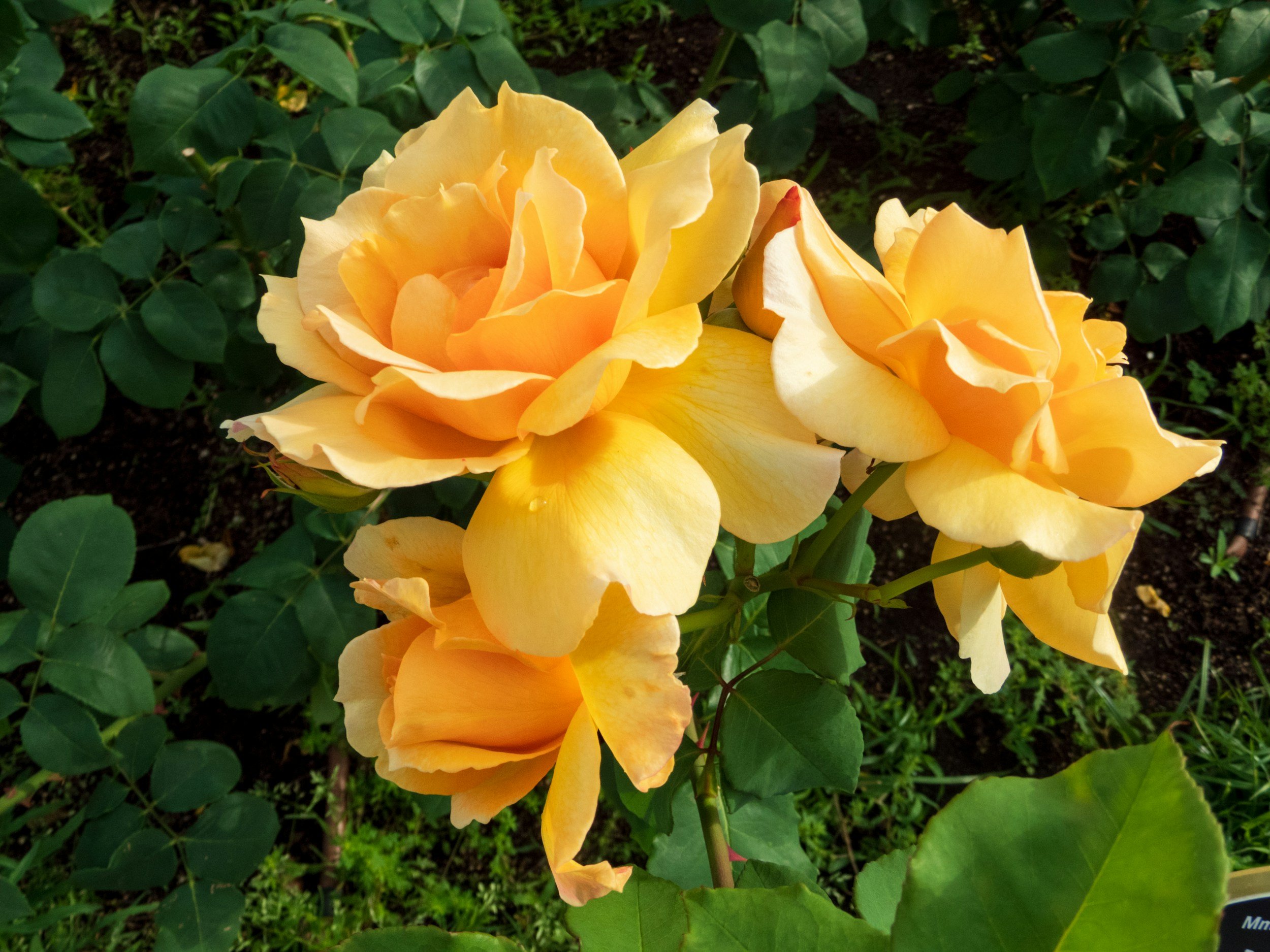A cluster of yellow roses in bloom surrounded by green leaves in a garden.