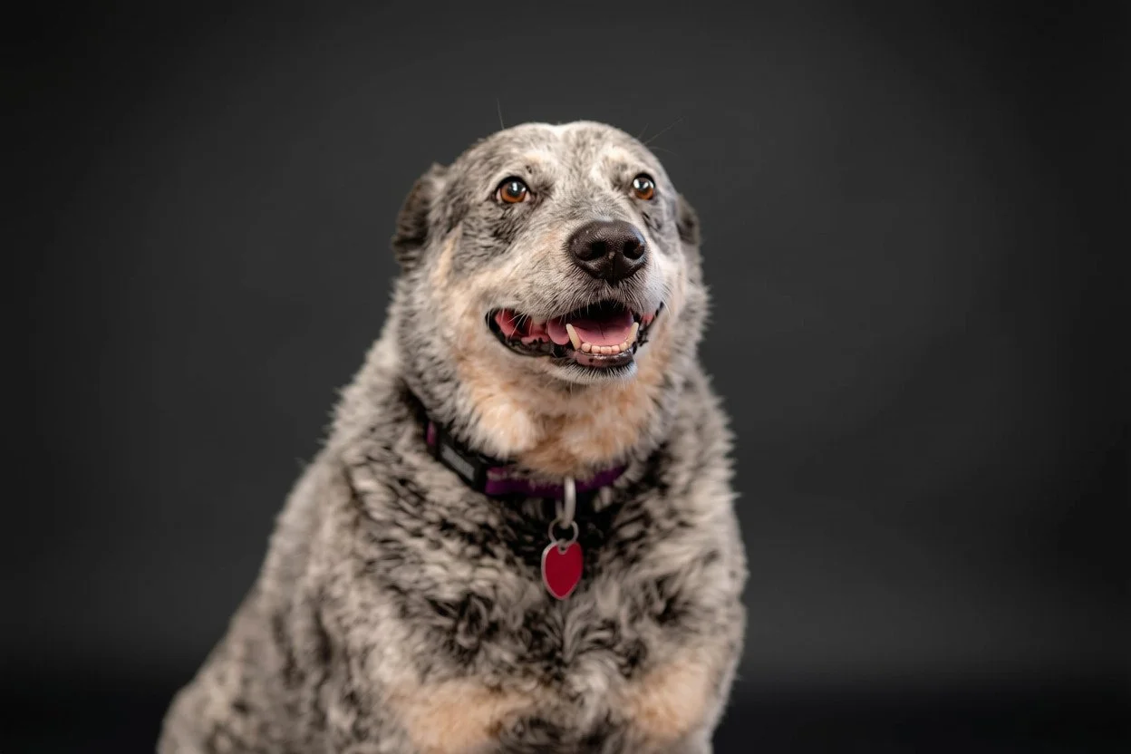 A smiling blue-eyed Australian Shepherd mix dog with a collar and red tag, against a black background.