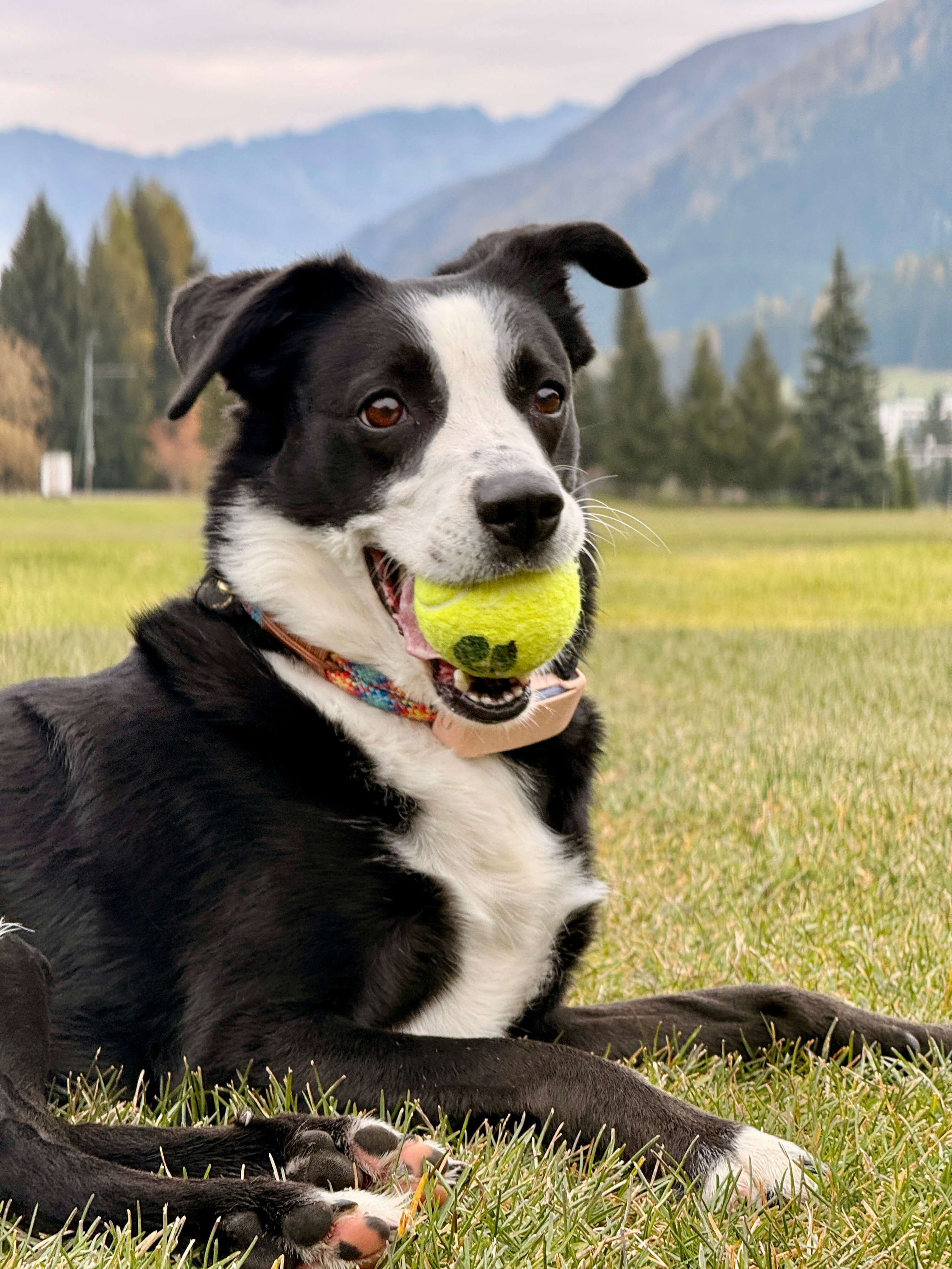 Praxishund RANI, Border-Collie-Mischling