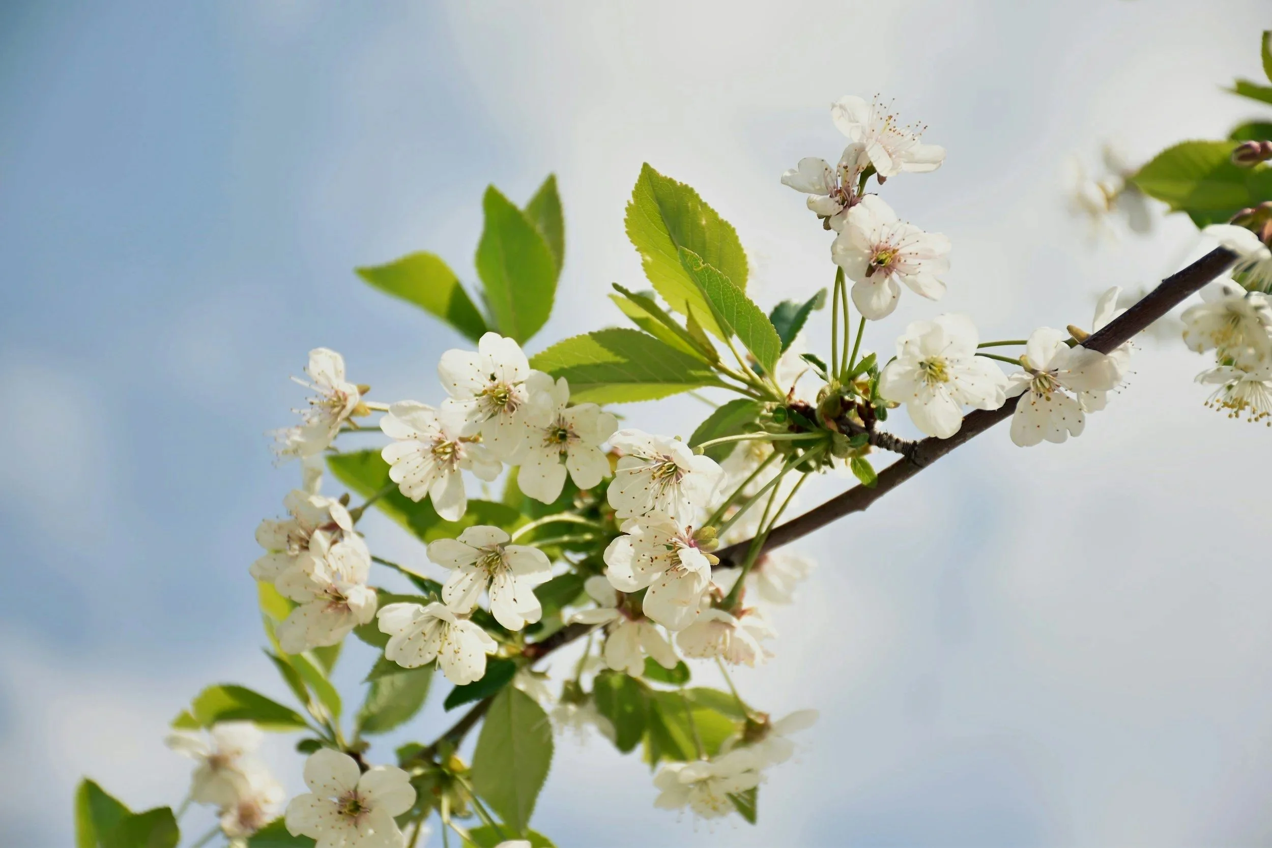 Close-up of white blossoms on a tree branch with green leaves against a blue sky.