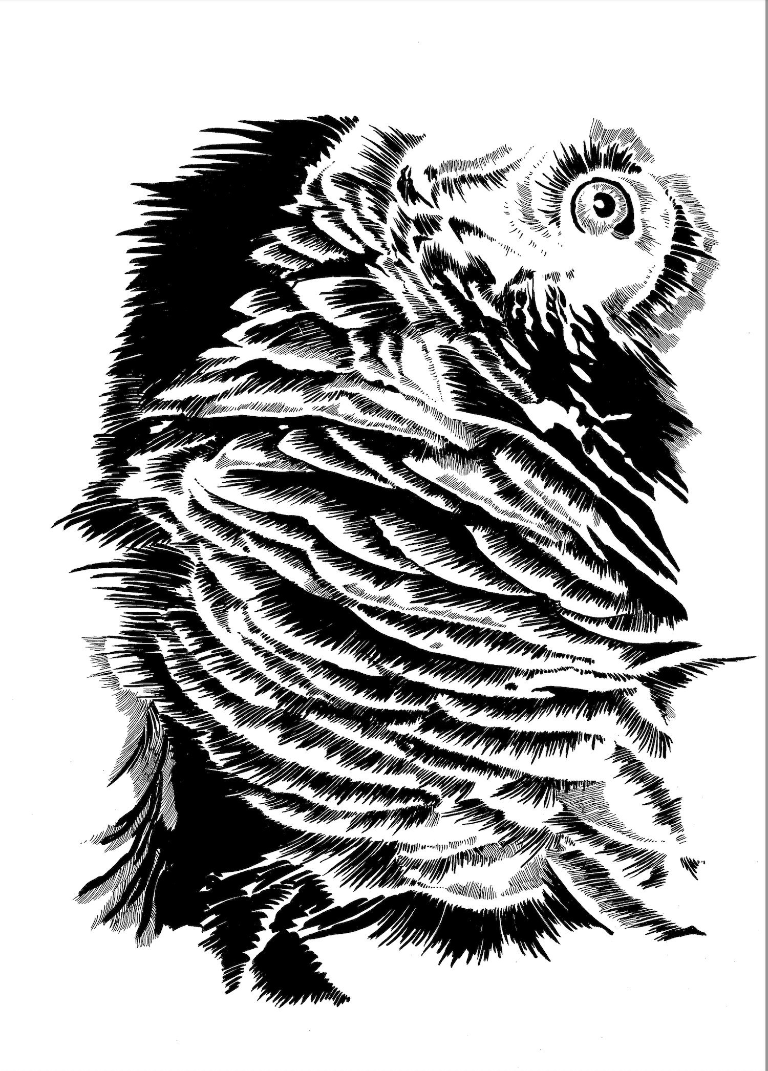 Graupapagei