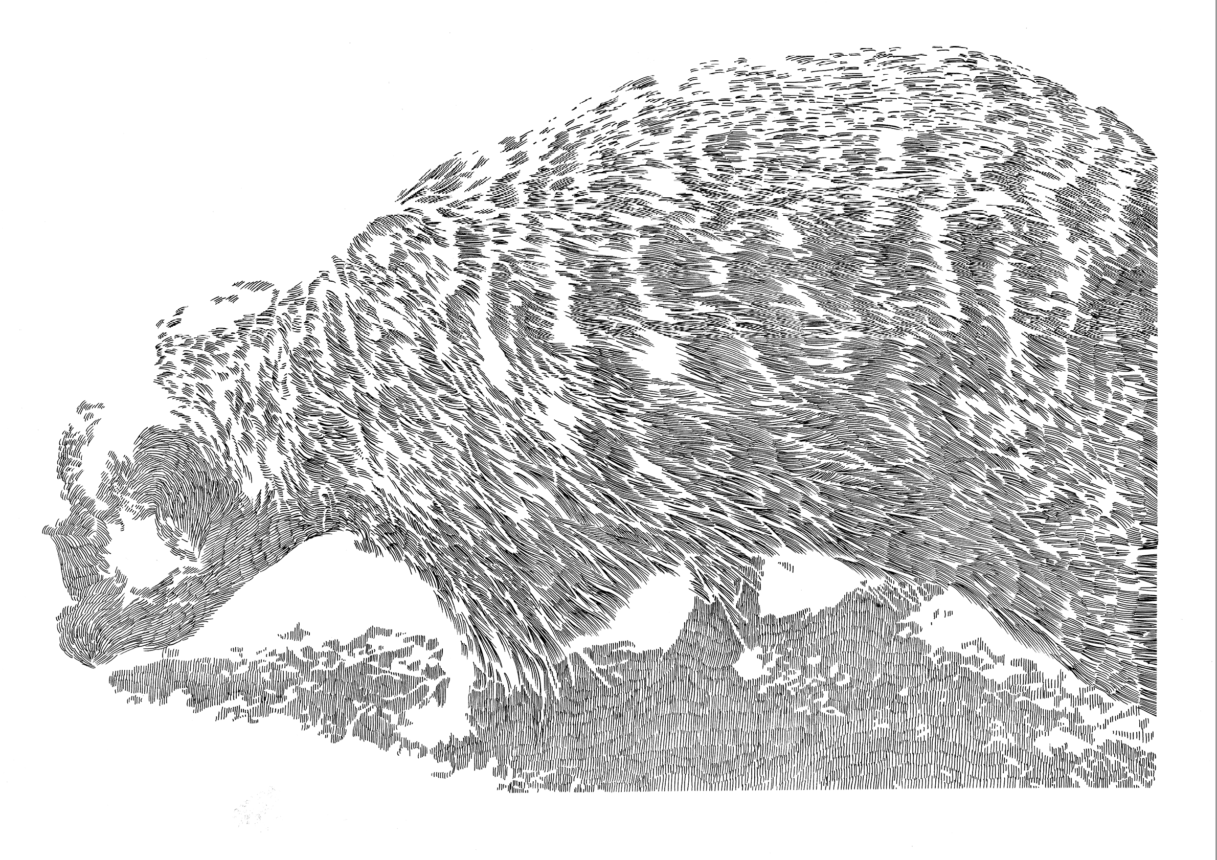 Erdmännchen