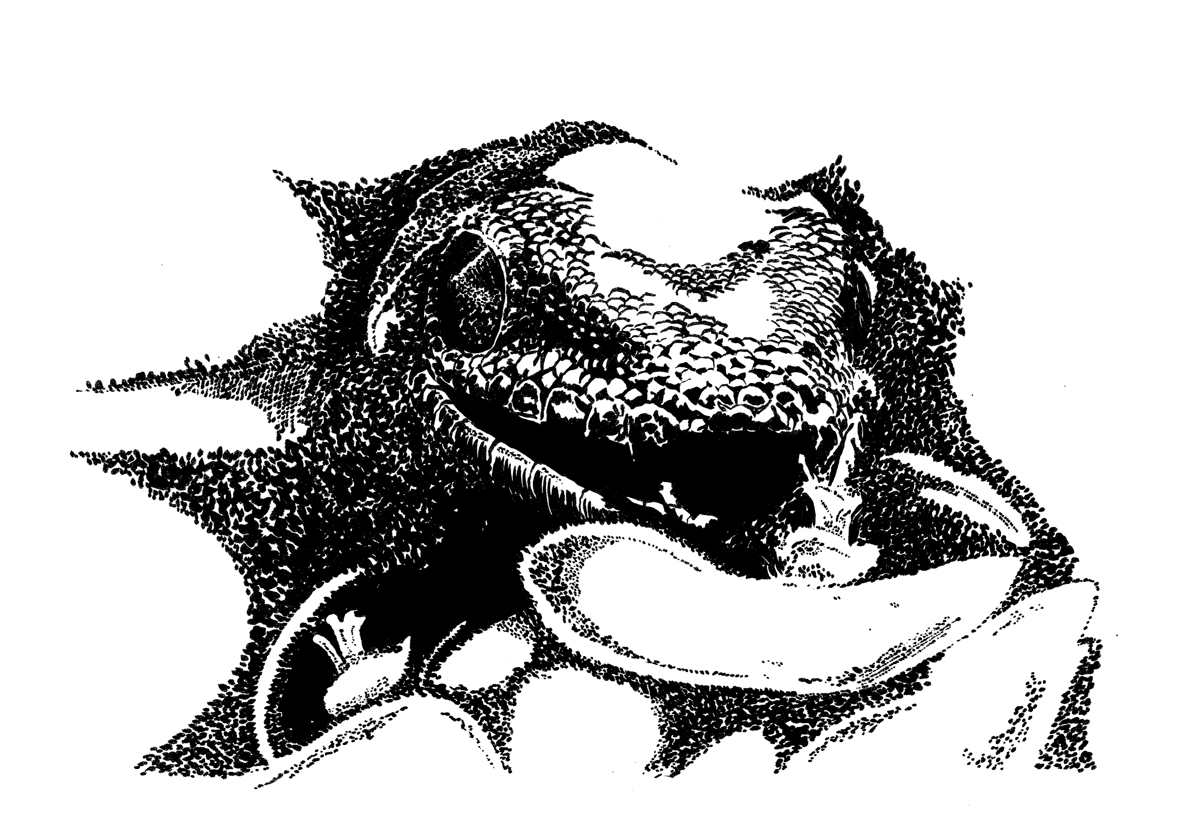 Geckokopf