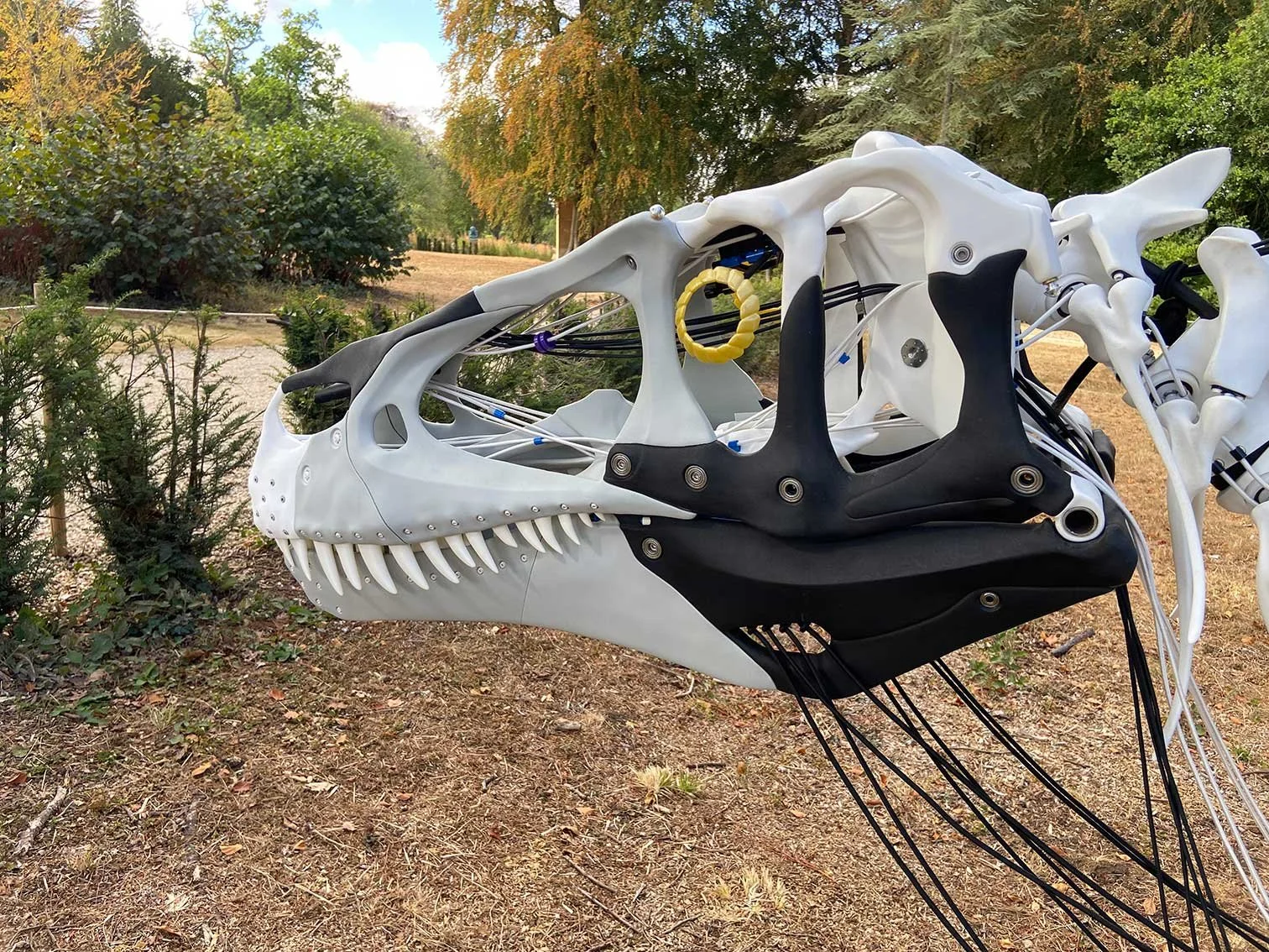 Megalosurus-skull-5.jpg