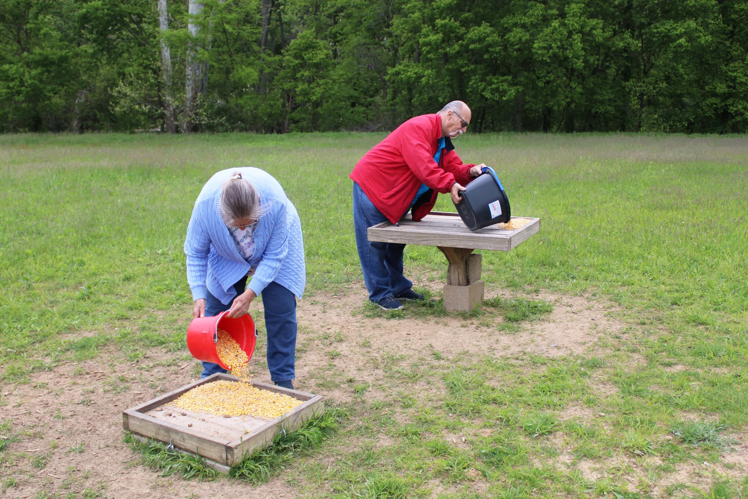 An elderly man and woman are outdoors in a grassy area, pouring corn kernels from buckets into a wooden feeding tray, with a background of green trees.