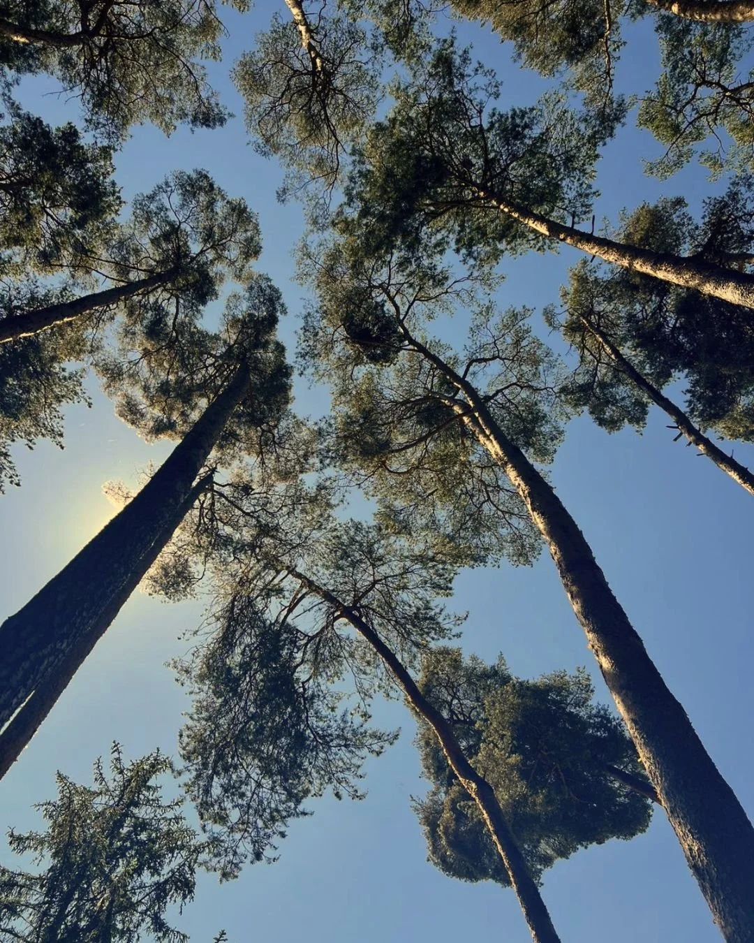 Blick nach oben auf hohe Kiefern im Wald mit klarem blauen Himmel im Hintergrund.