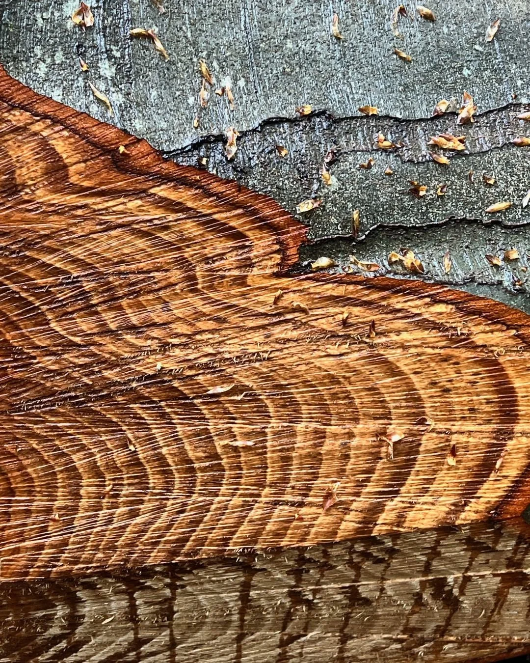 Holzblock mit Baumringmustern und Holzeinschluss, im Hintergrund kleine braune Insekten auf einer metallischen Oberfläche.