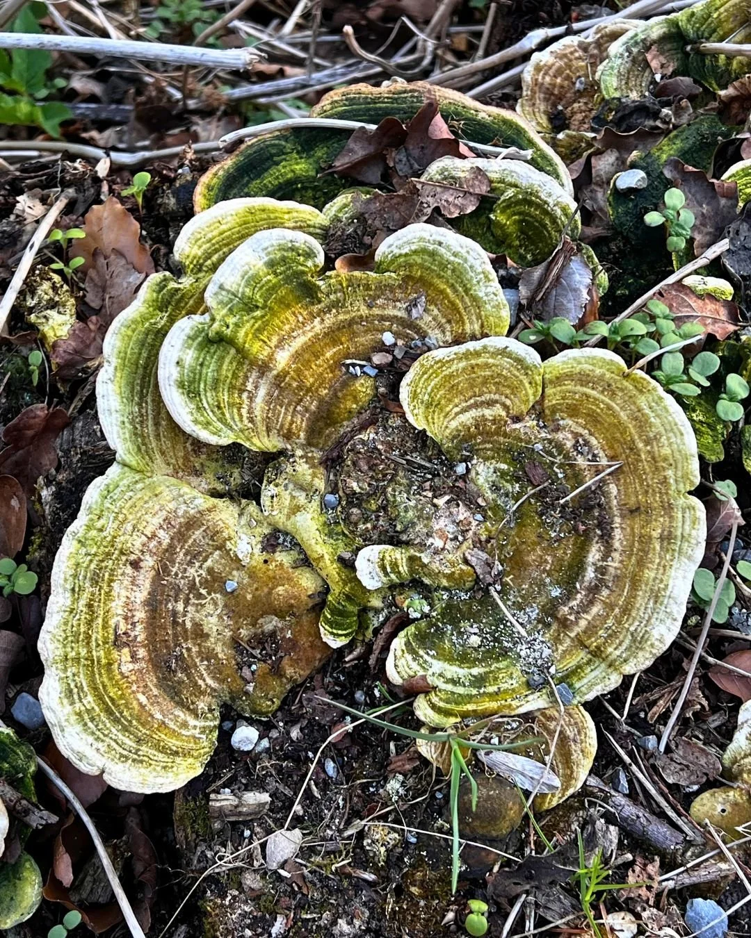 Vybočené Baumstümpfe mit grünlich-braunen Schimmel- oder Pilzbelag, umgeben von Laub und kleinen Pflanzen auf Waldboden.