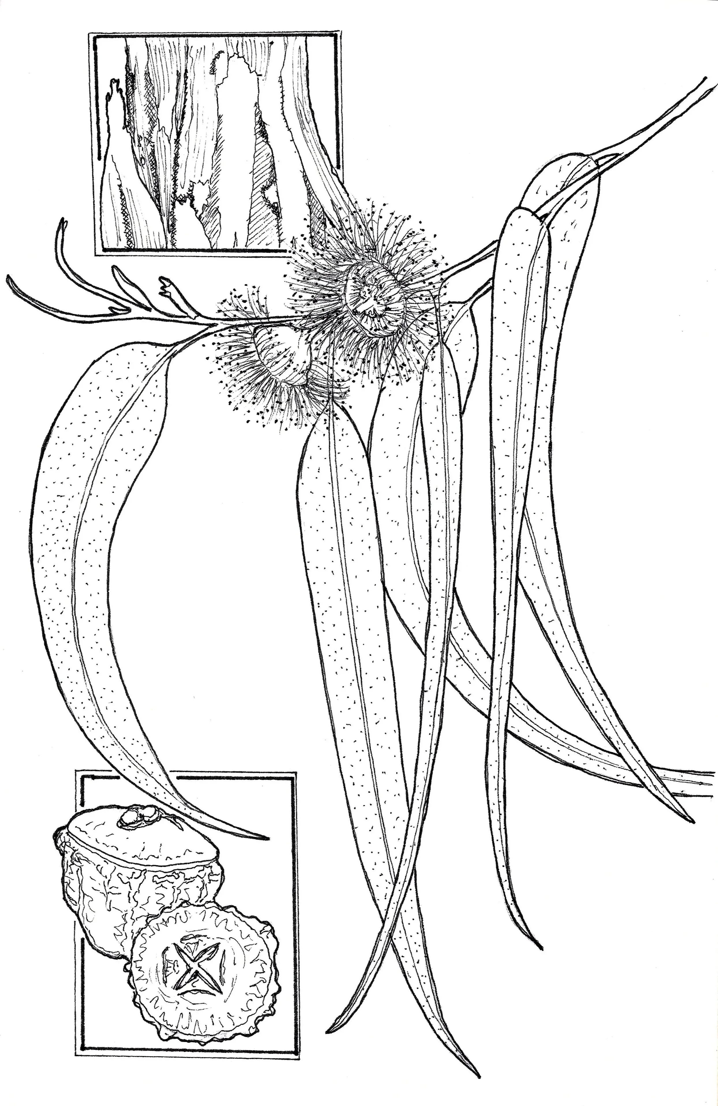 Eucalyptus globulus