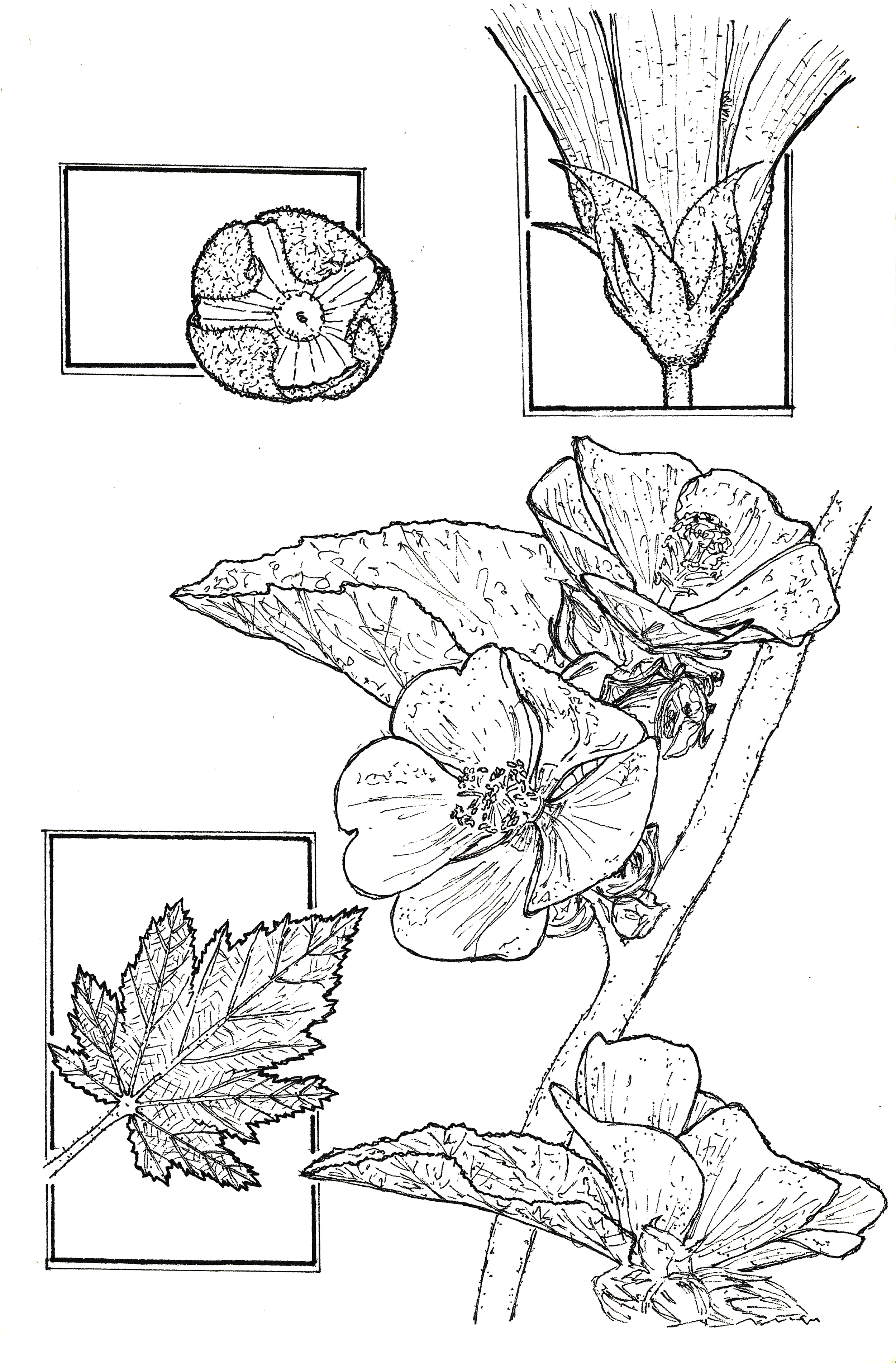 Althaea officinalis