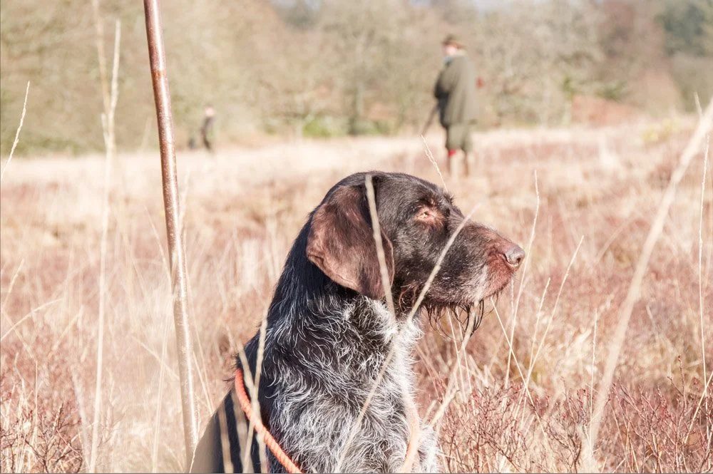 DogshootingBIG.jpg