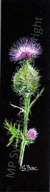 MP Sylvie Bac Gallery Copyright 06.png