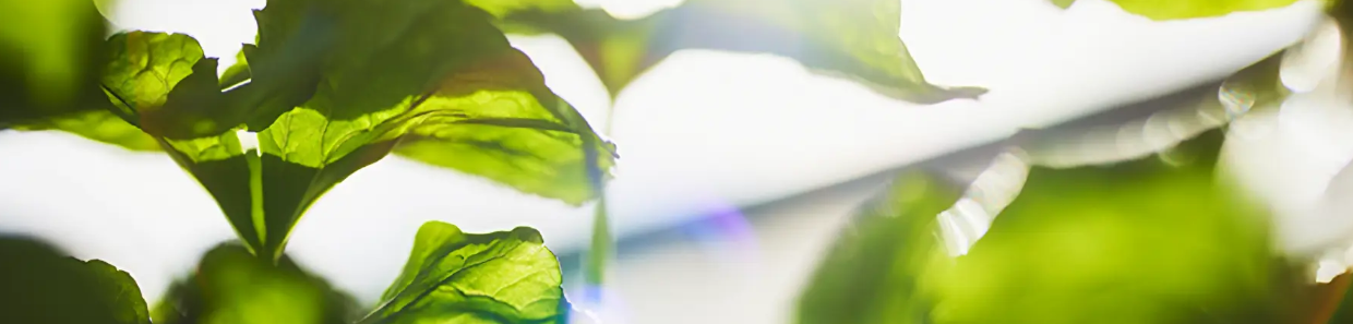 Close-up of green plant leaves with sunlight shining through.