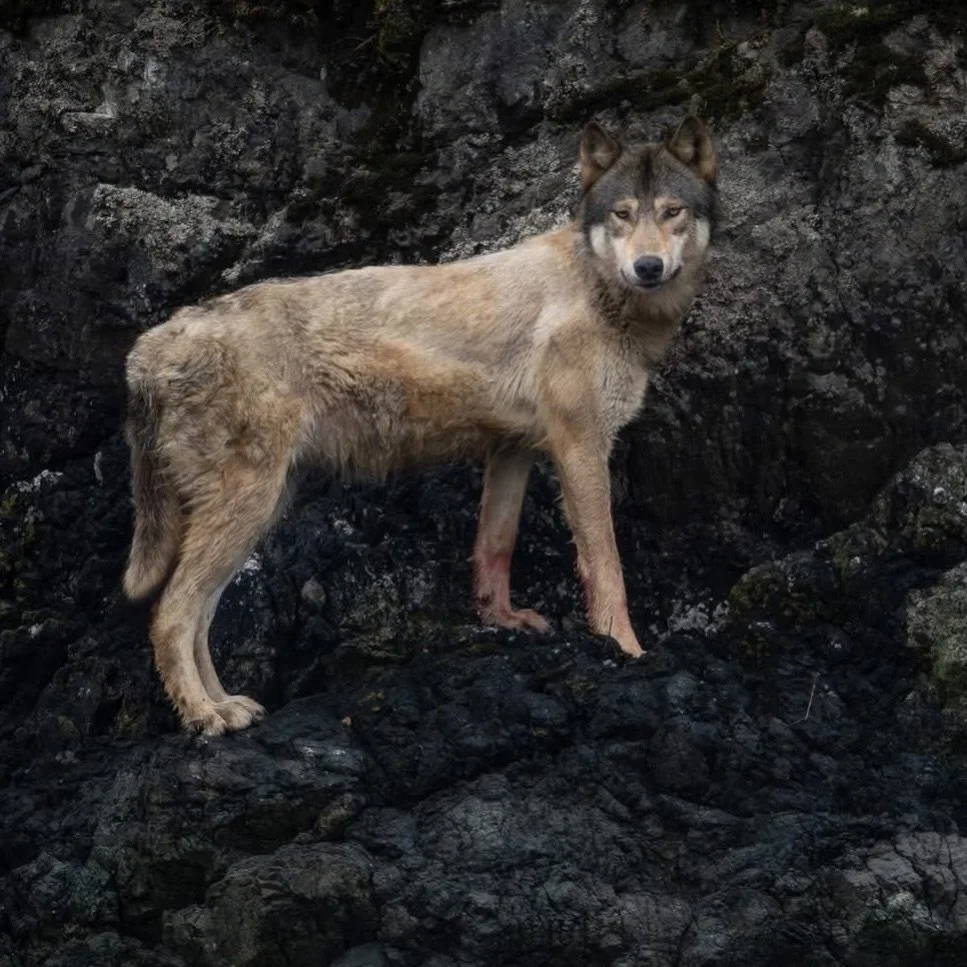 Cross the sea, wolves.