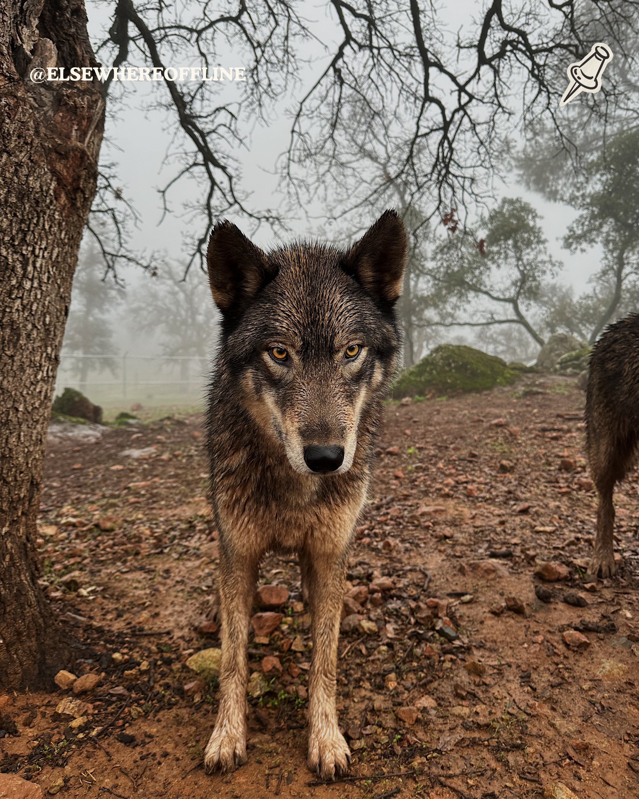 Wtf is a wolf-dog?
