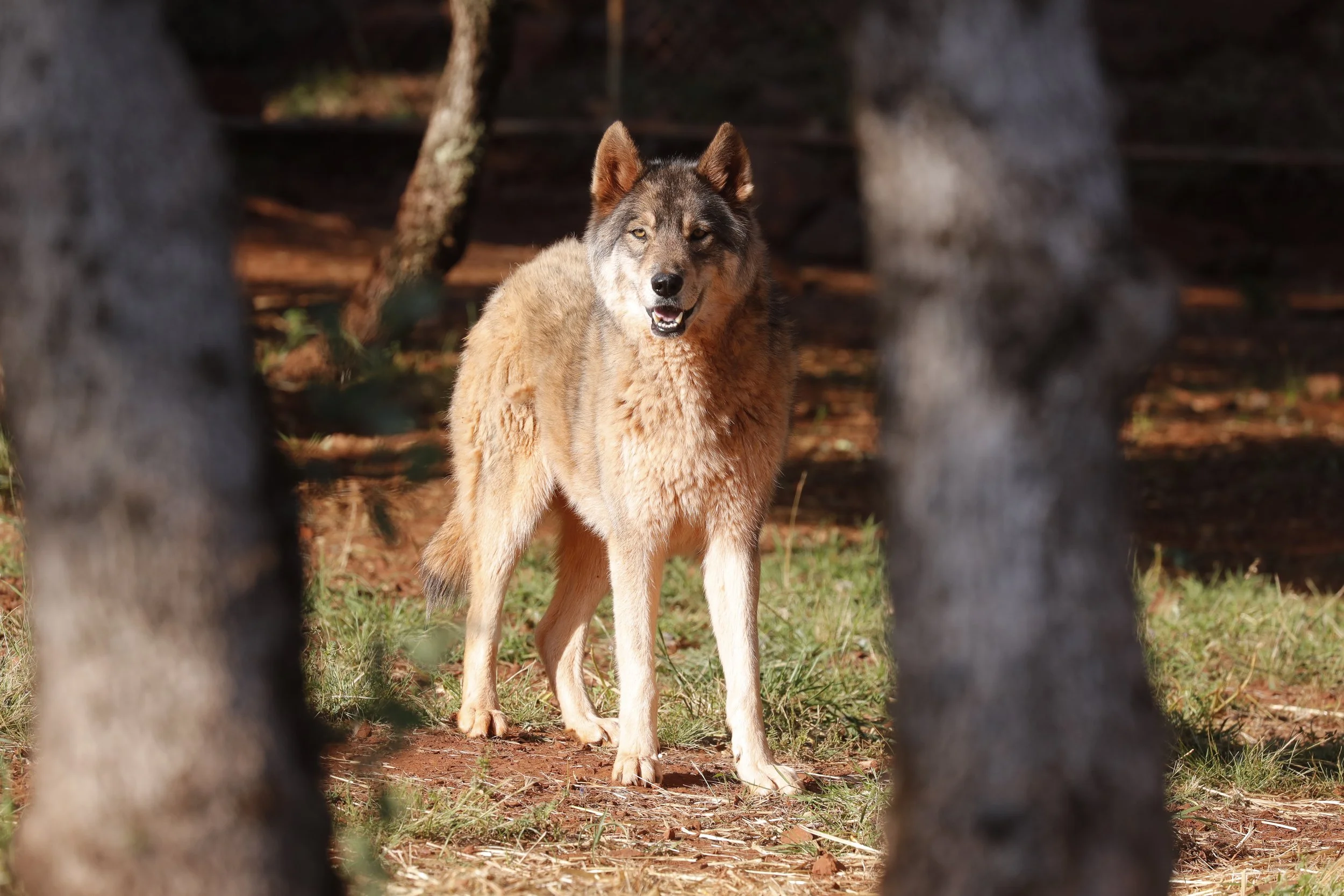 Women For Wolves.