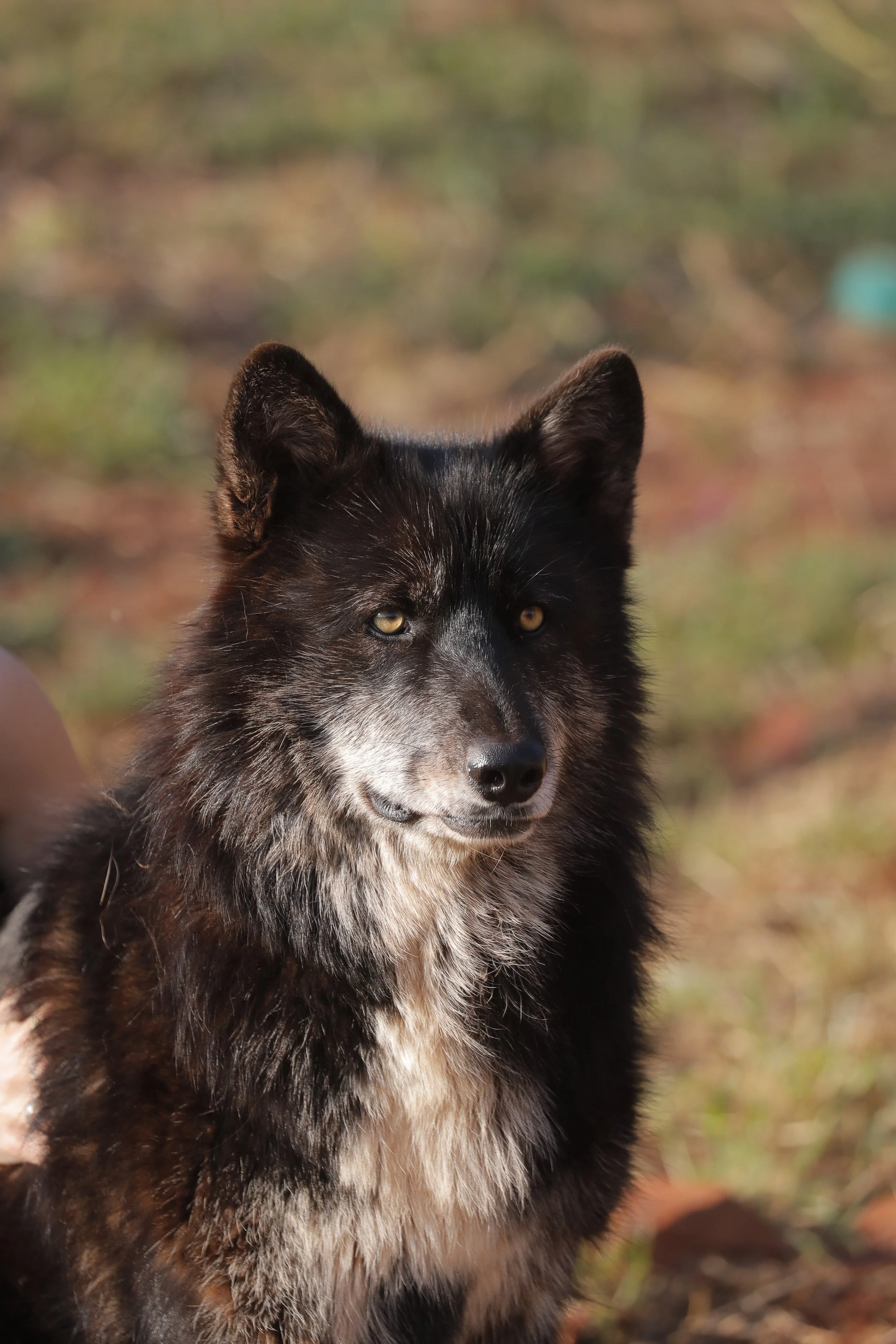 Women for Wolves campaign by Elsewhere — wolf portrait, autumn setting